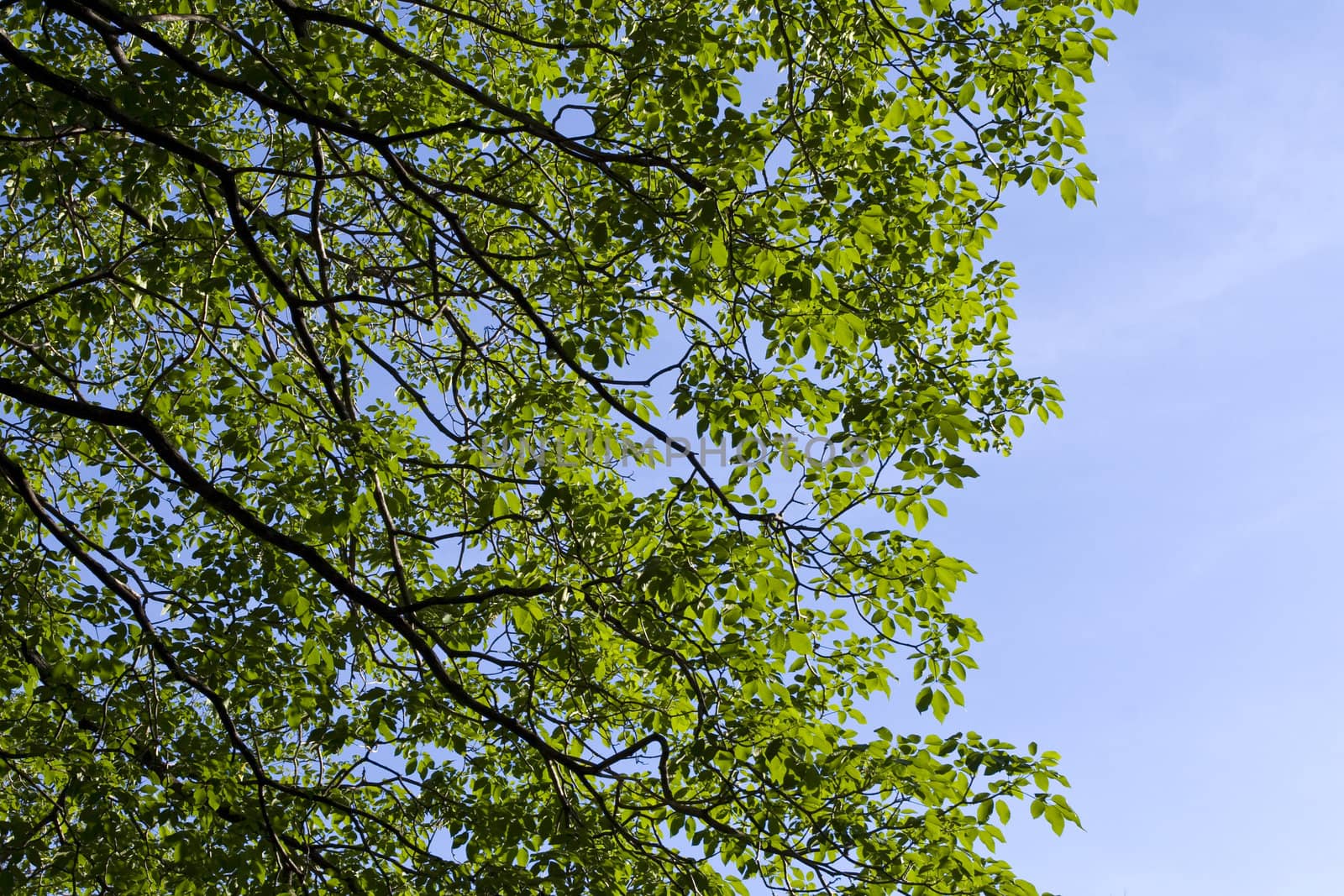 Background of Green Tree