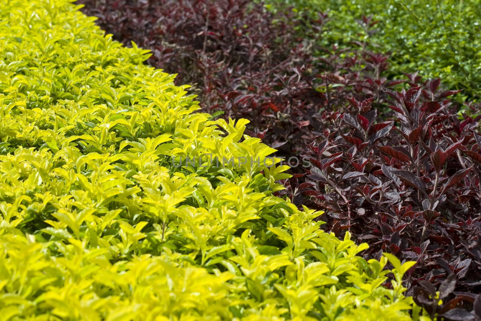 Beautiful Gardens