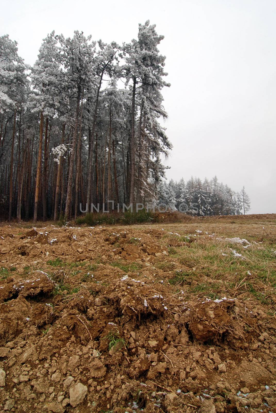 Ploughed field and forest covered with snow in winter