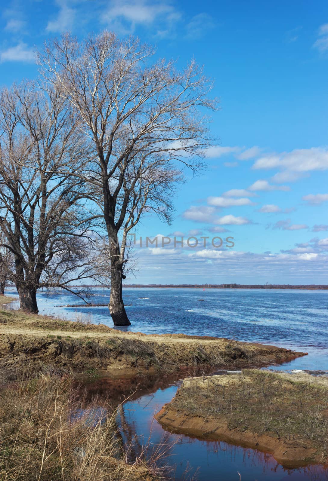 Flooded with water trees as a result of spring flooding