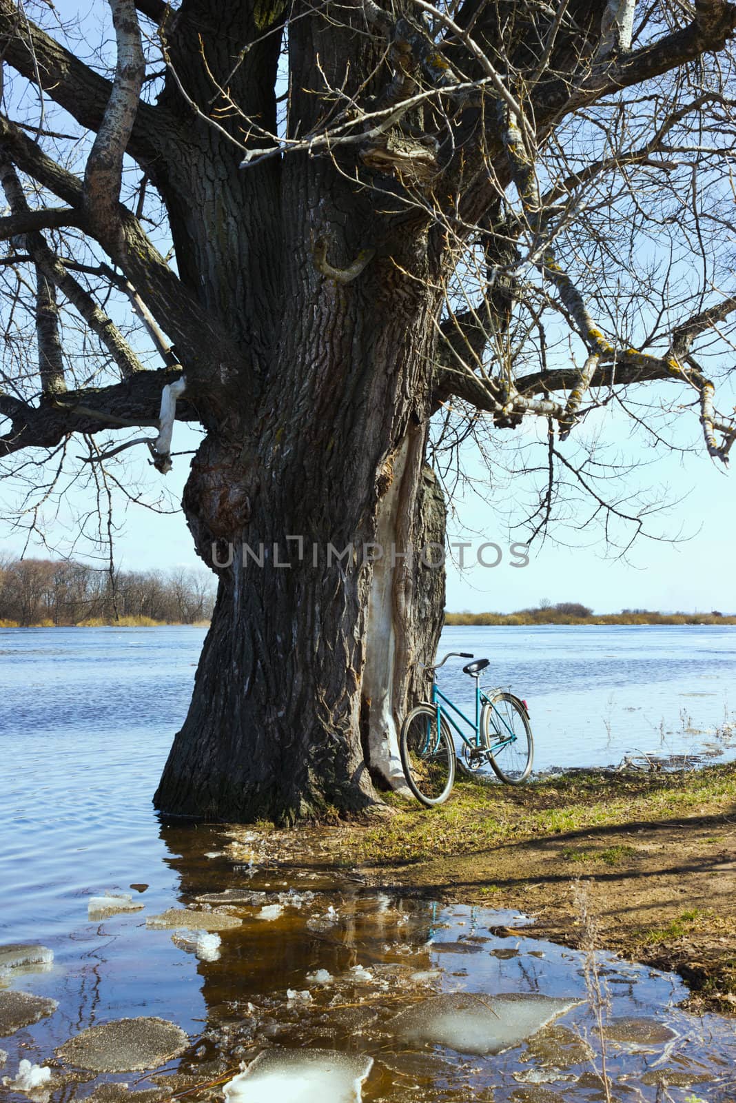 Flooded with water tree as a result of spring flooding