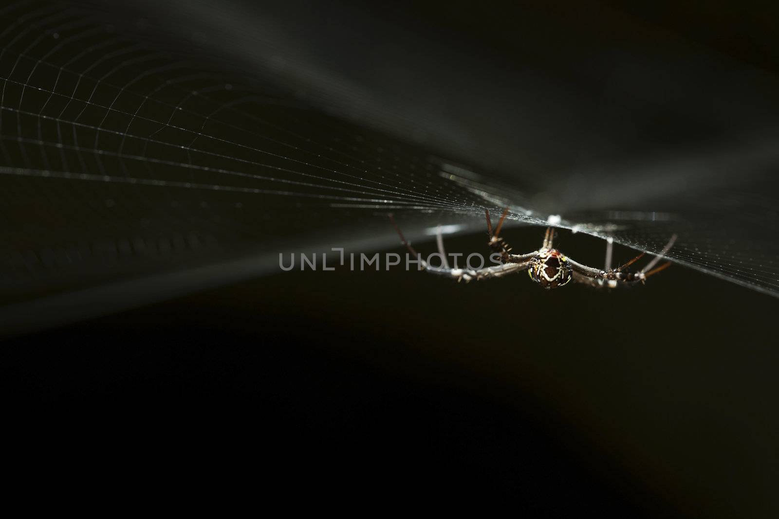Garden spider on a web