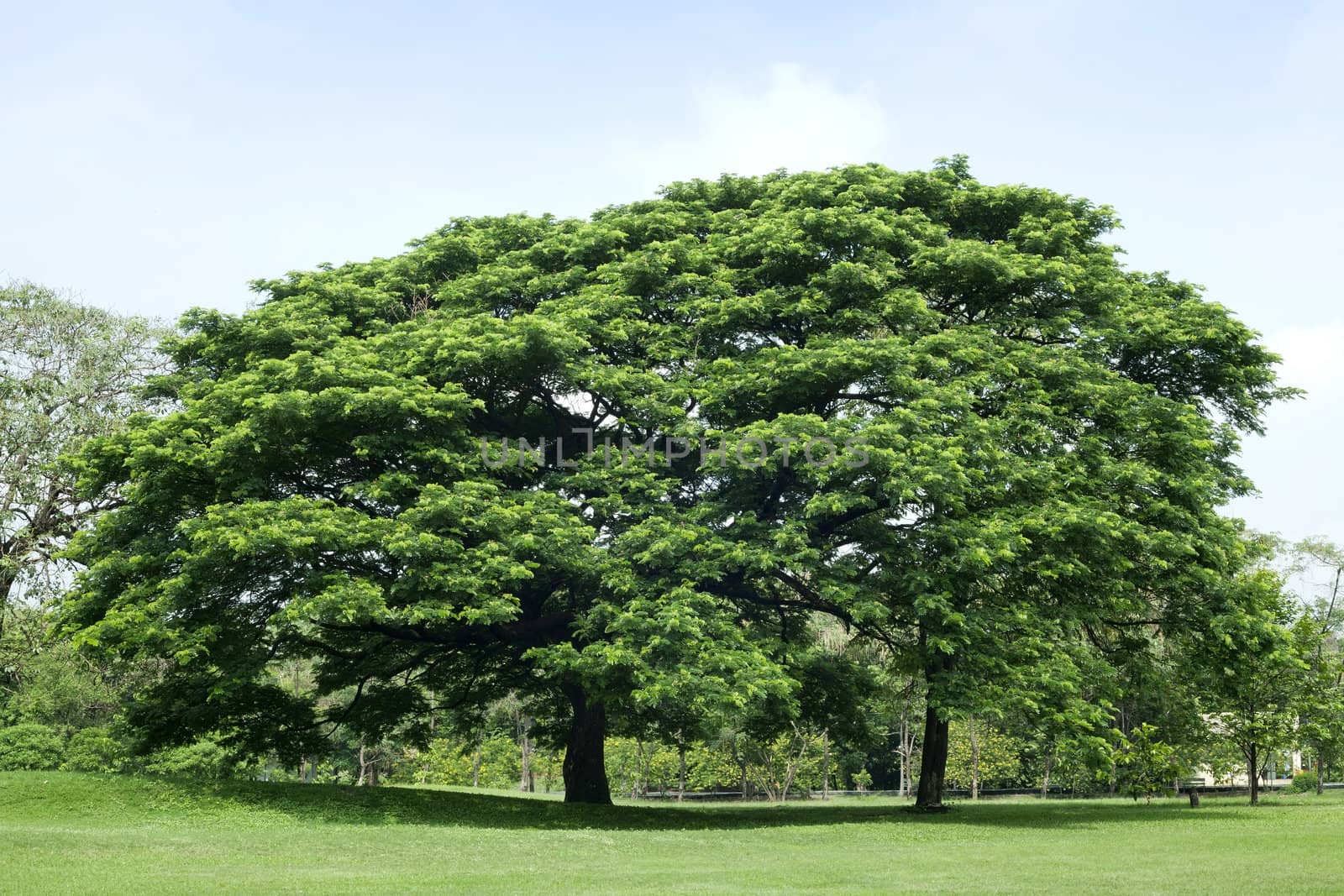 Tree in green park