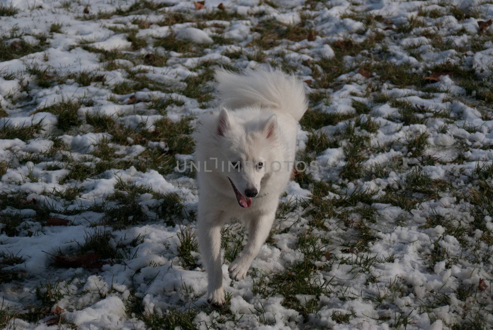 An American Eskimo puppy is happy playing and running through fresh snow.