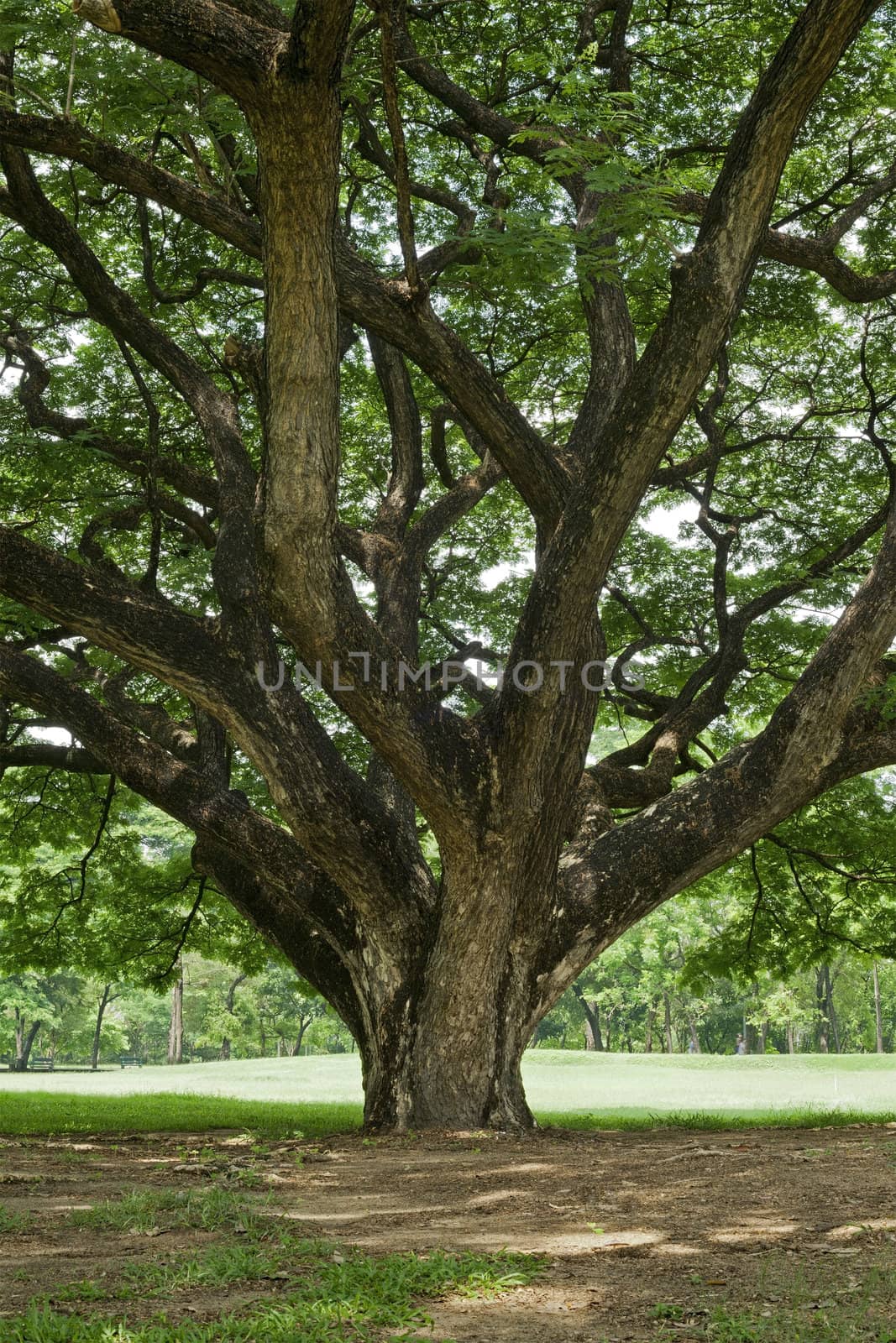 Tree in green park