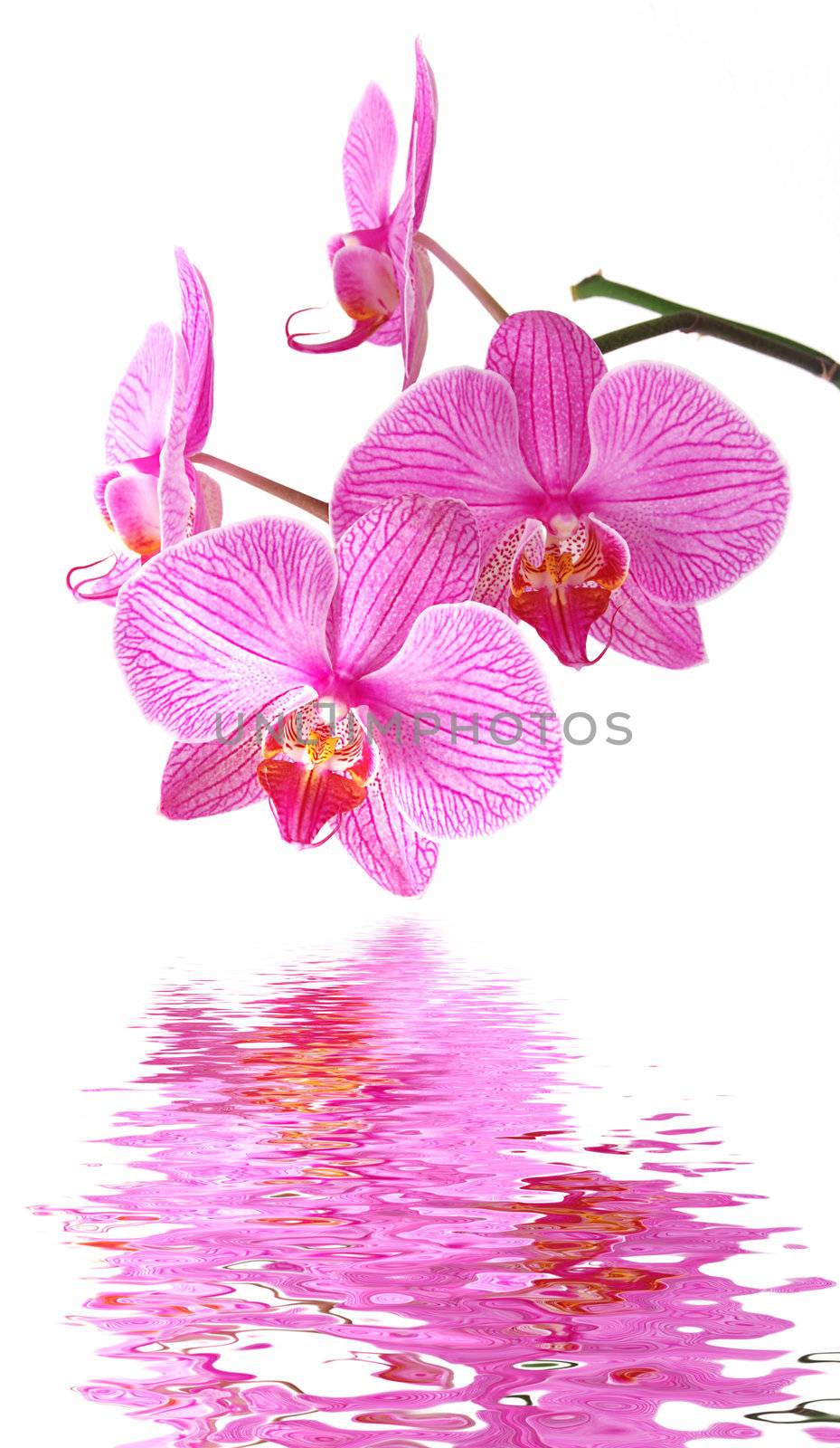 Beautiful orchid (Phalaenopsis) on thewhite background is reflecting in the water