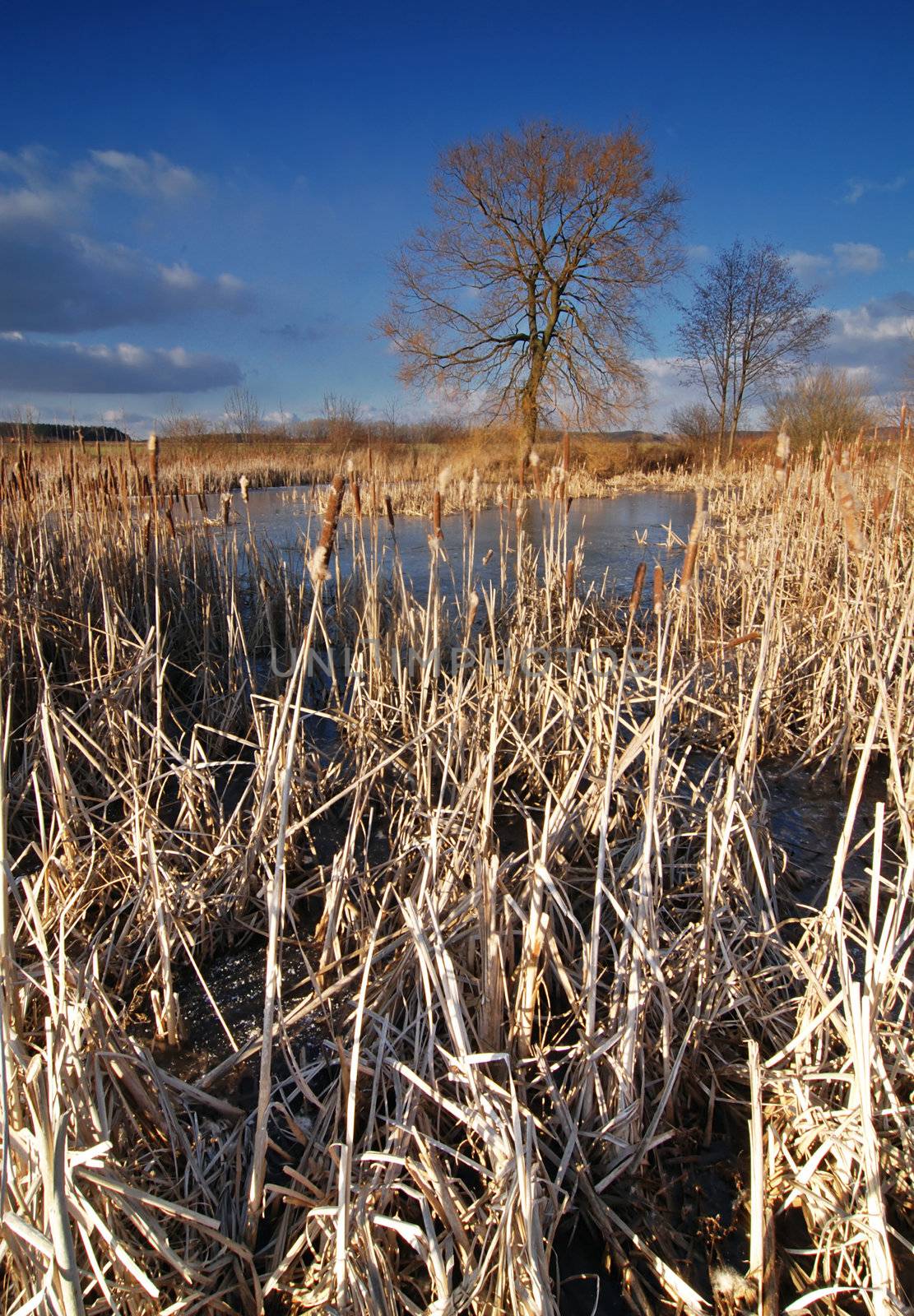 Romantic landscape of frozen lake with bulrush, tree in the back and a blue sky with clouds