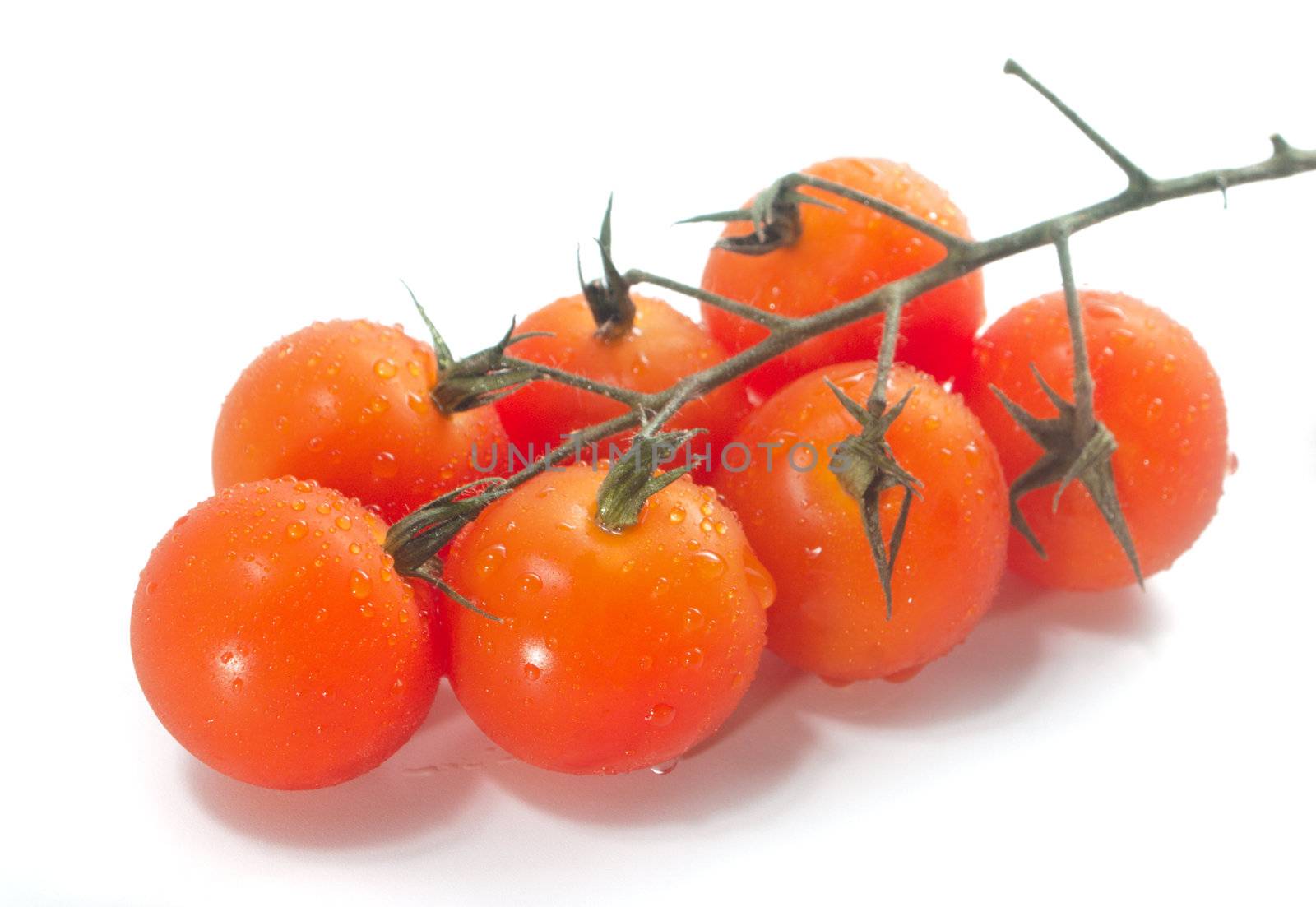Cherry tomatoes on vine with water drops. Isolated
