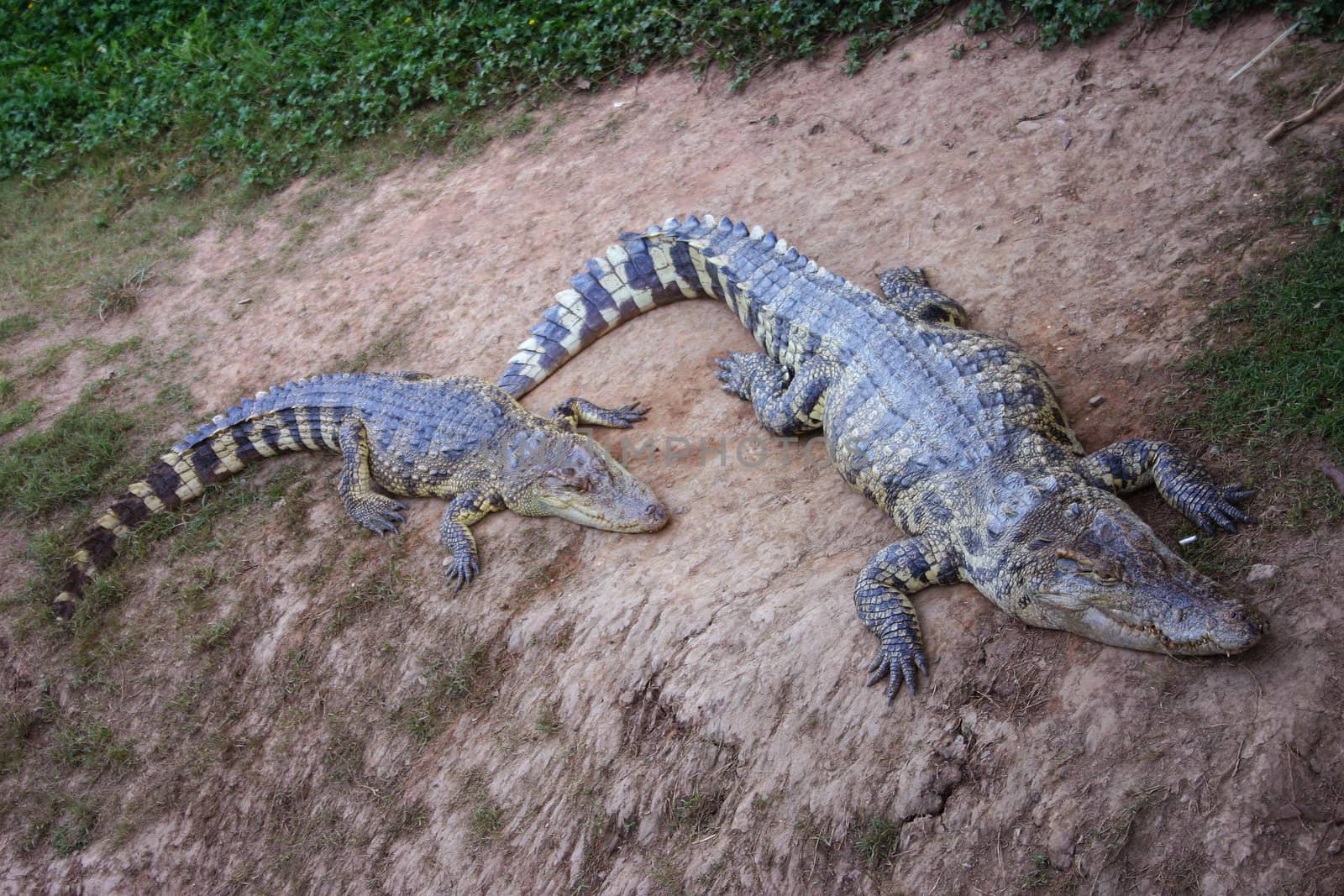 Crocodile