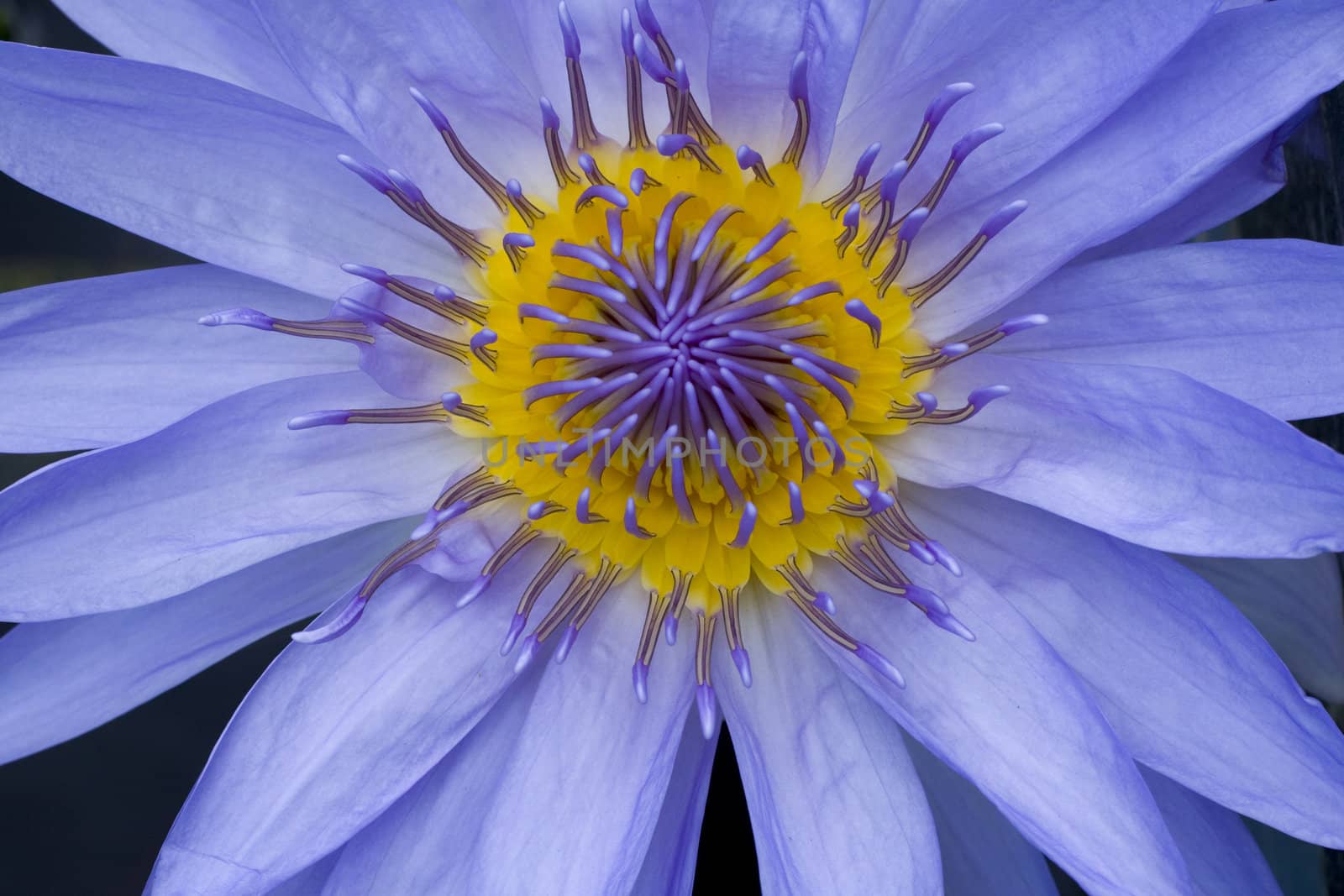 Purple Water Lily
