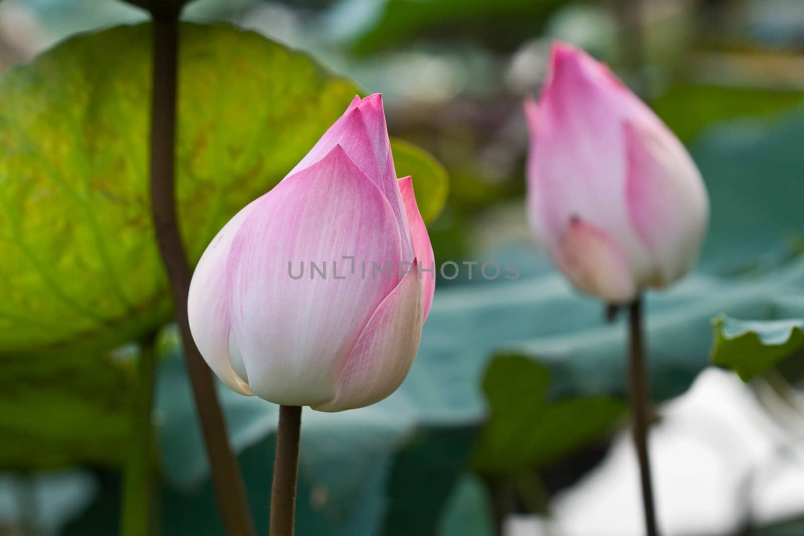 Pink Lotus Flower Bud