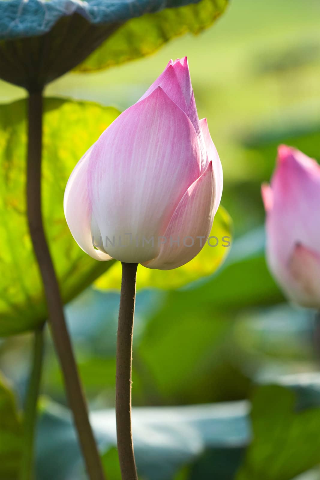 Pink Lotus Flower Bud
