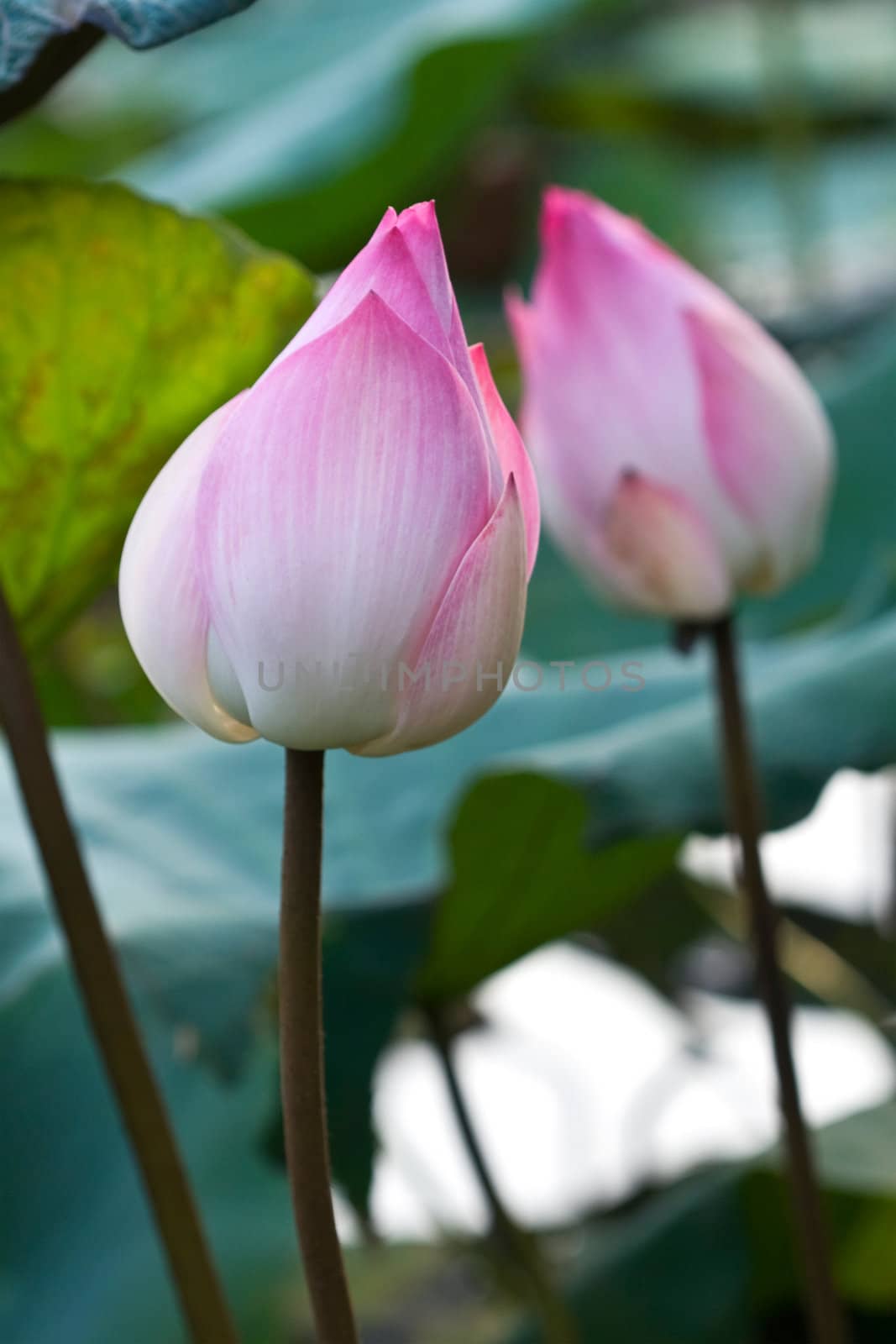 Pink Lotus Flower Bud