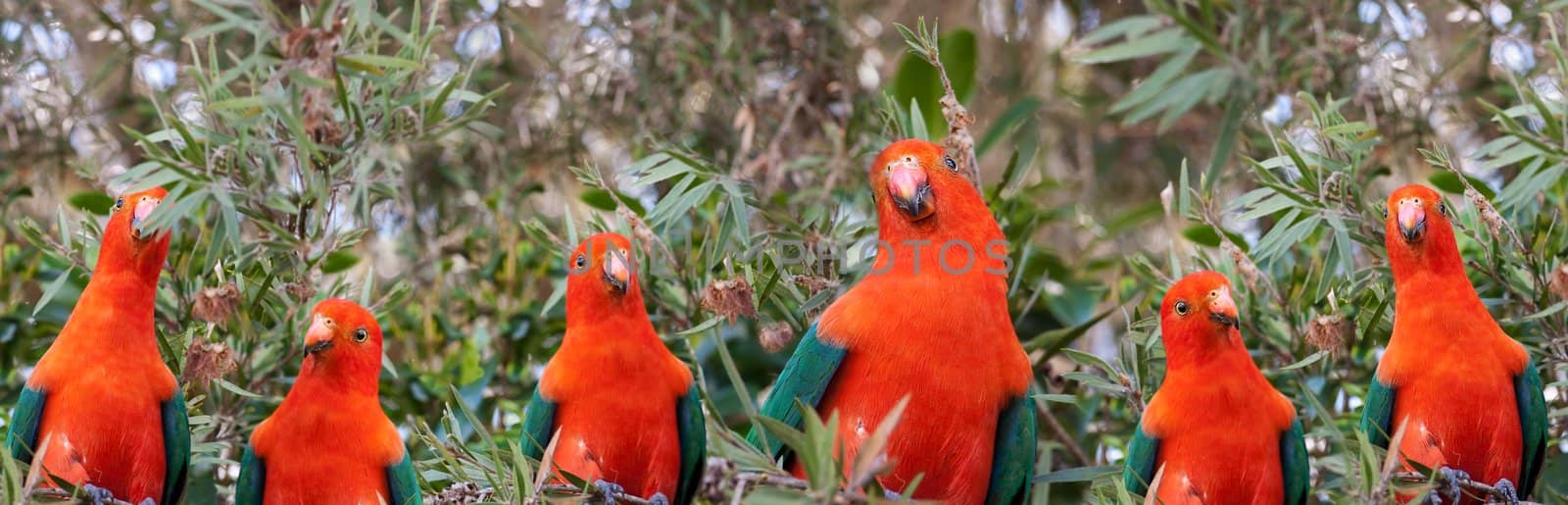 Red headed Australian male king parrots by sherj