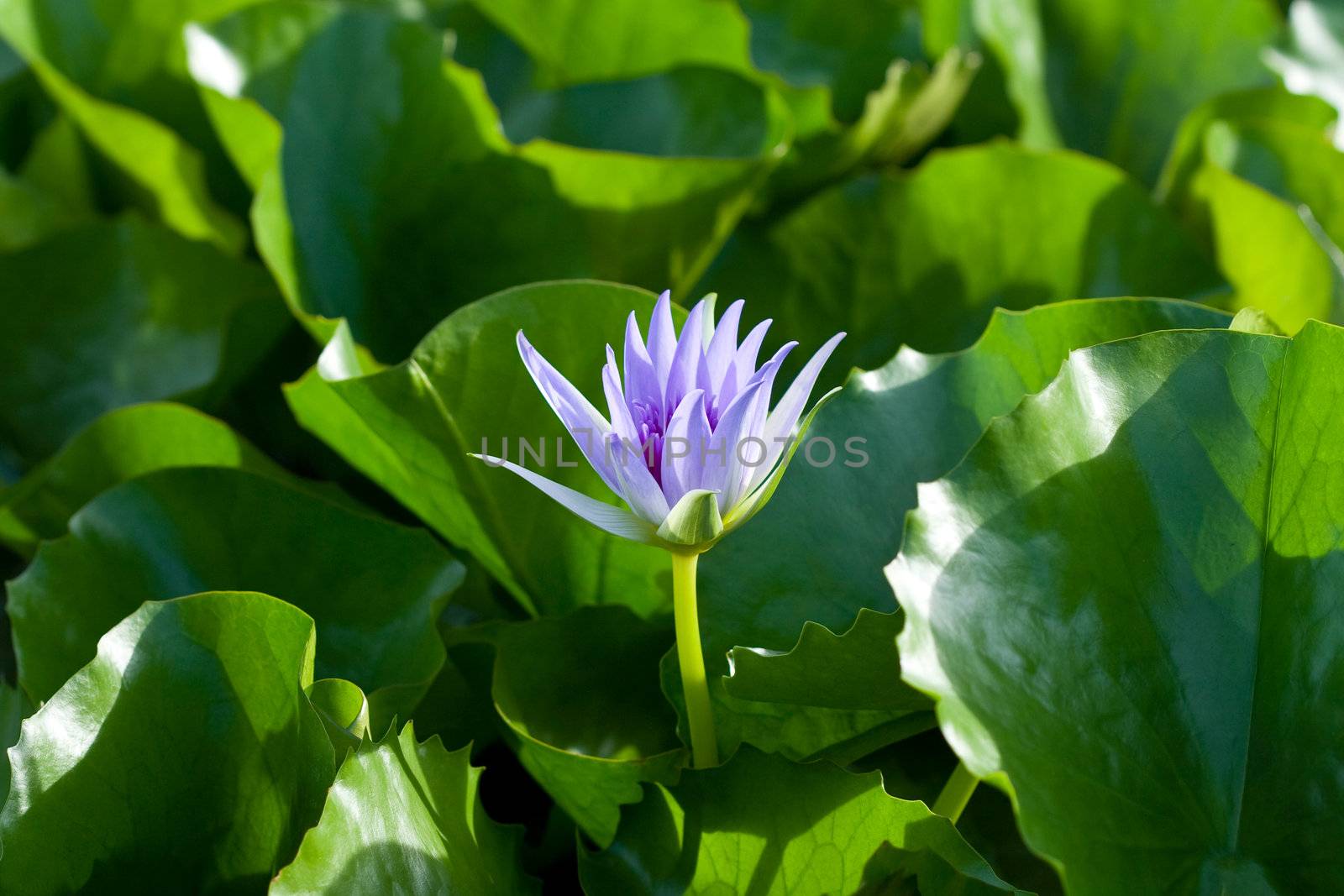Blue Water Lily