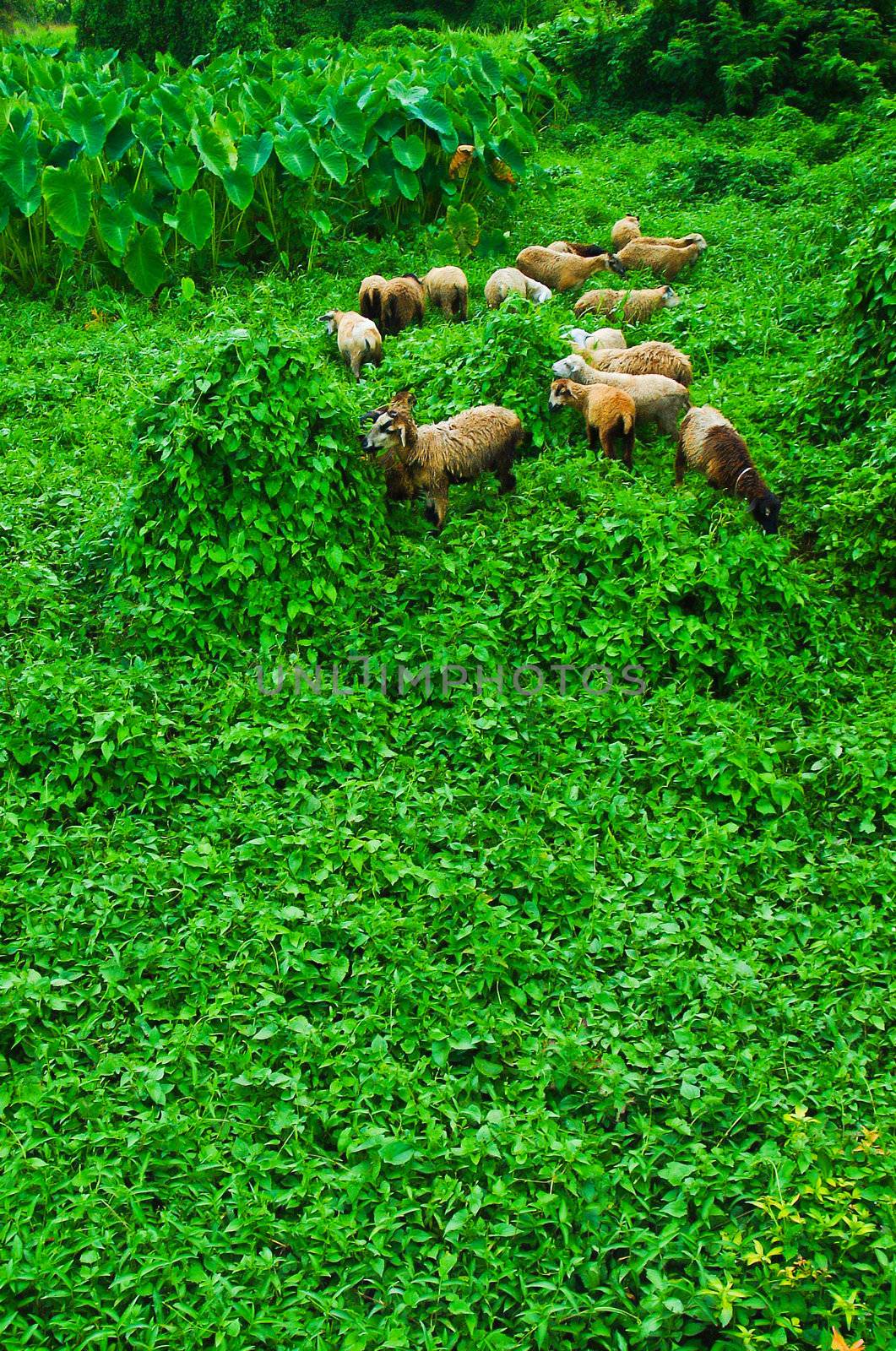 sheep standing in field by heinteh