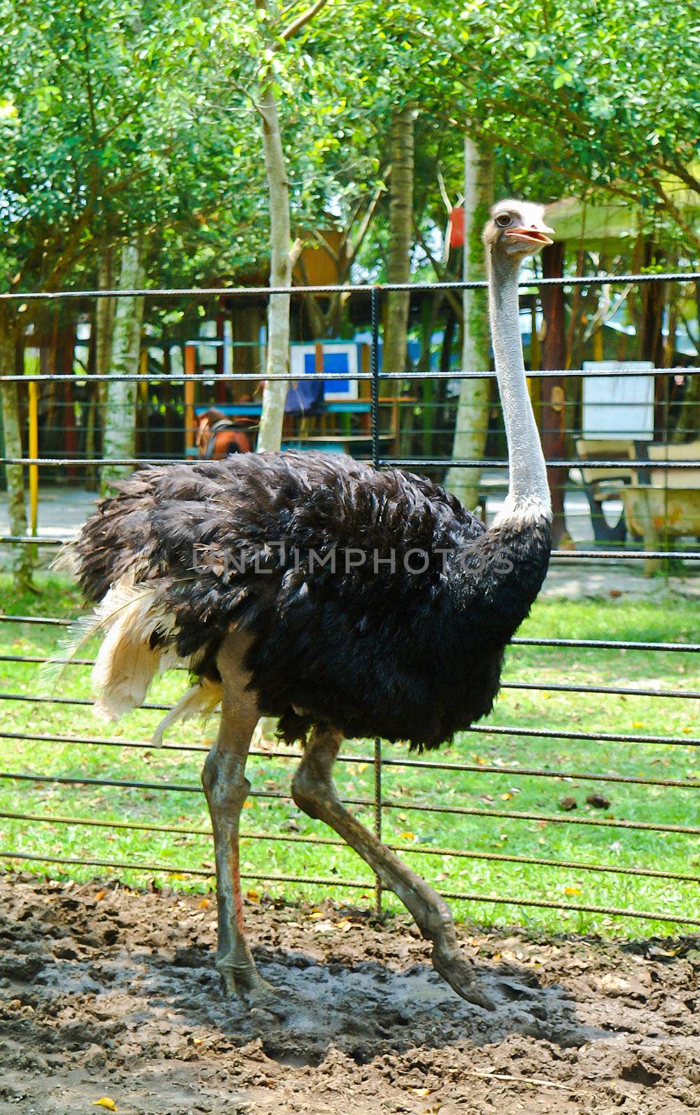 ostriches. a portrait photo of an ostrich by heinteh