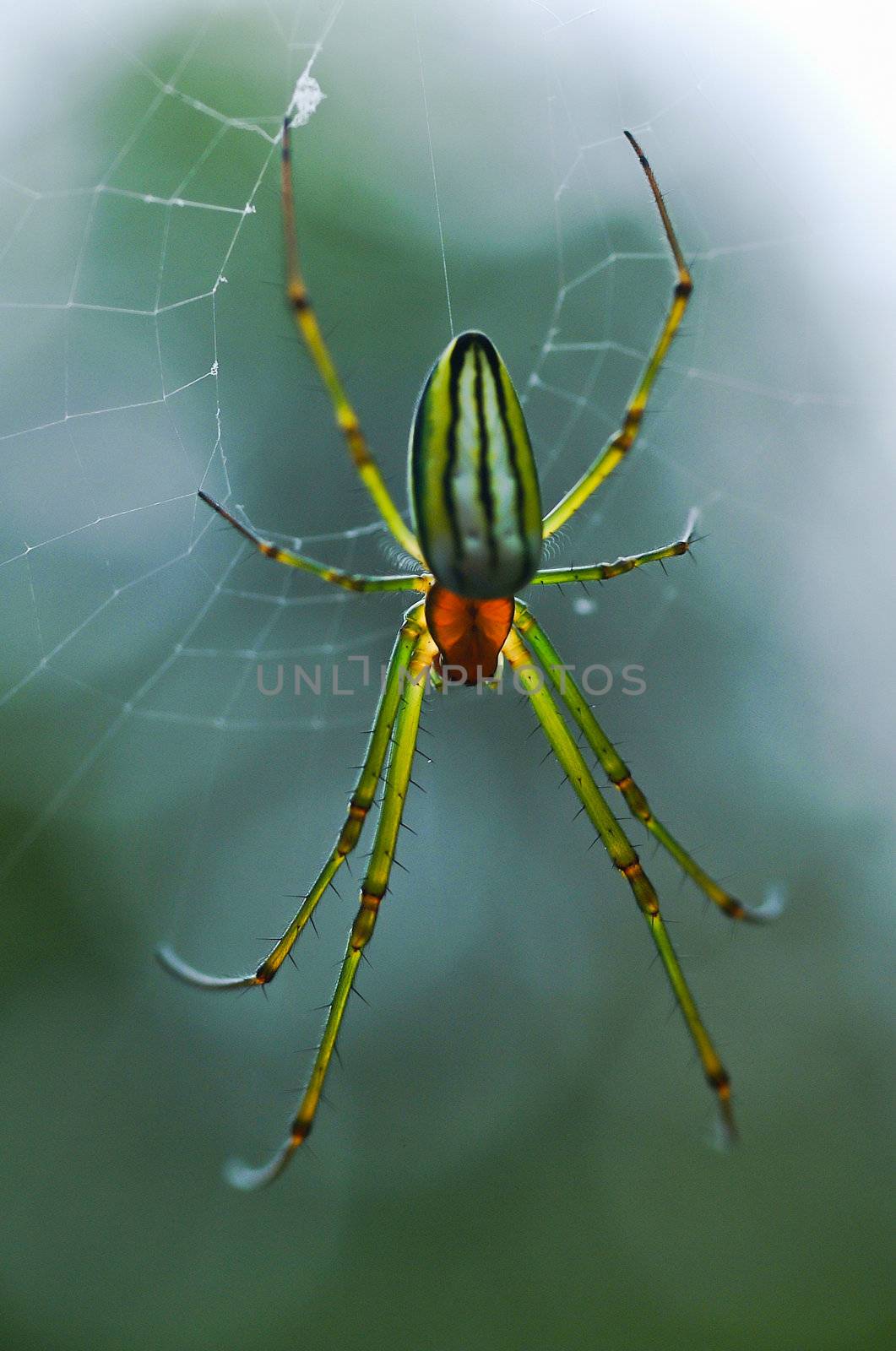 spider. colorful spider in web