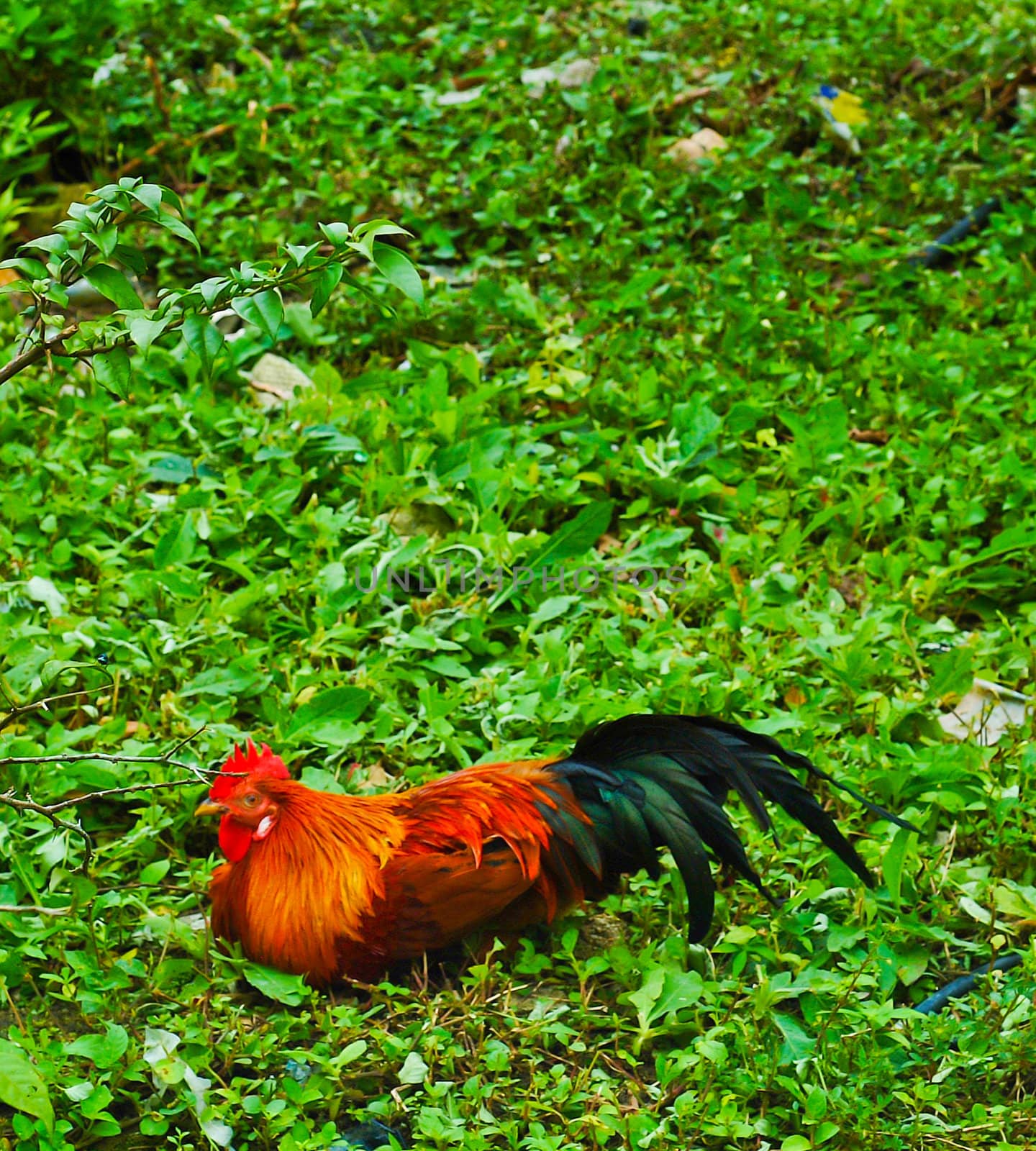 chicken. chicken with background by heinteh