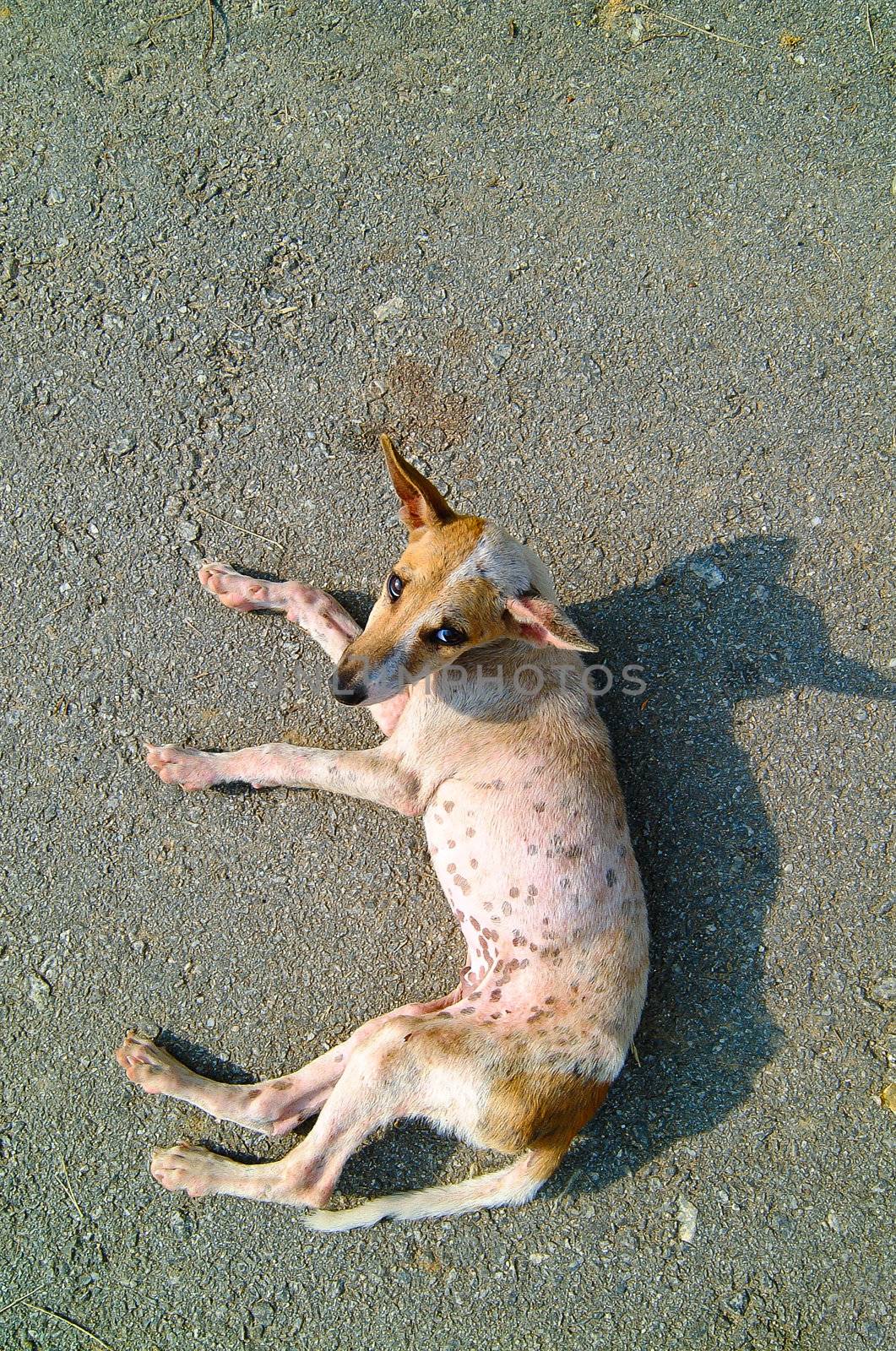 dog laying down and looking up