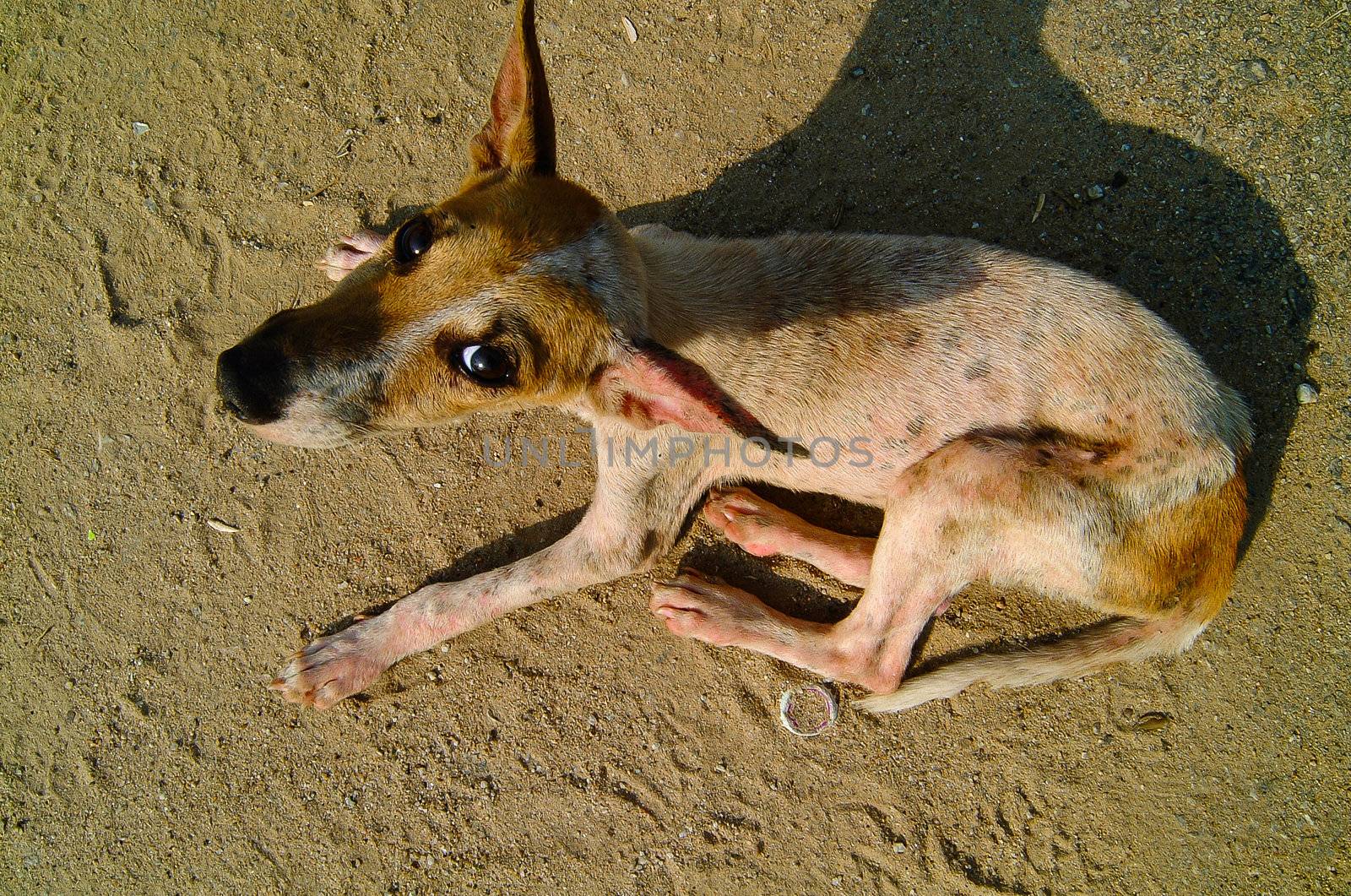 dog laying down and looking up by heinteh