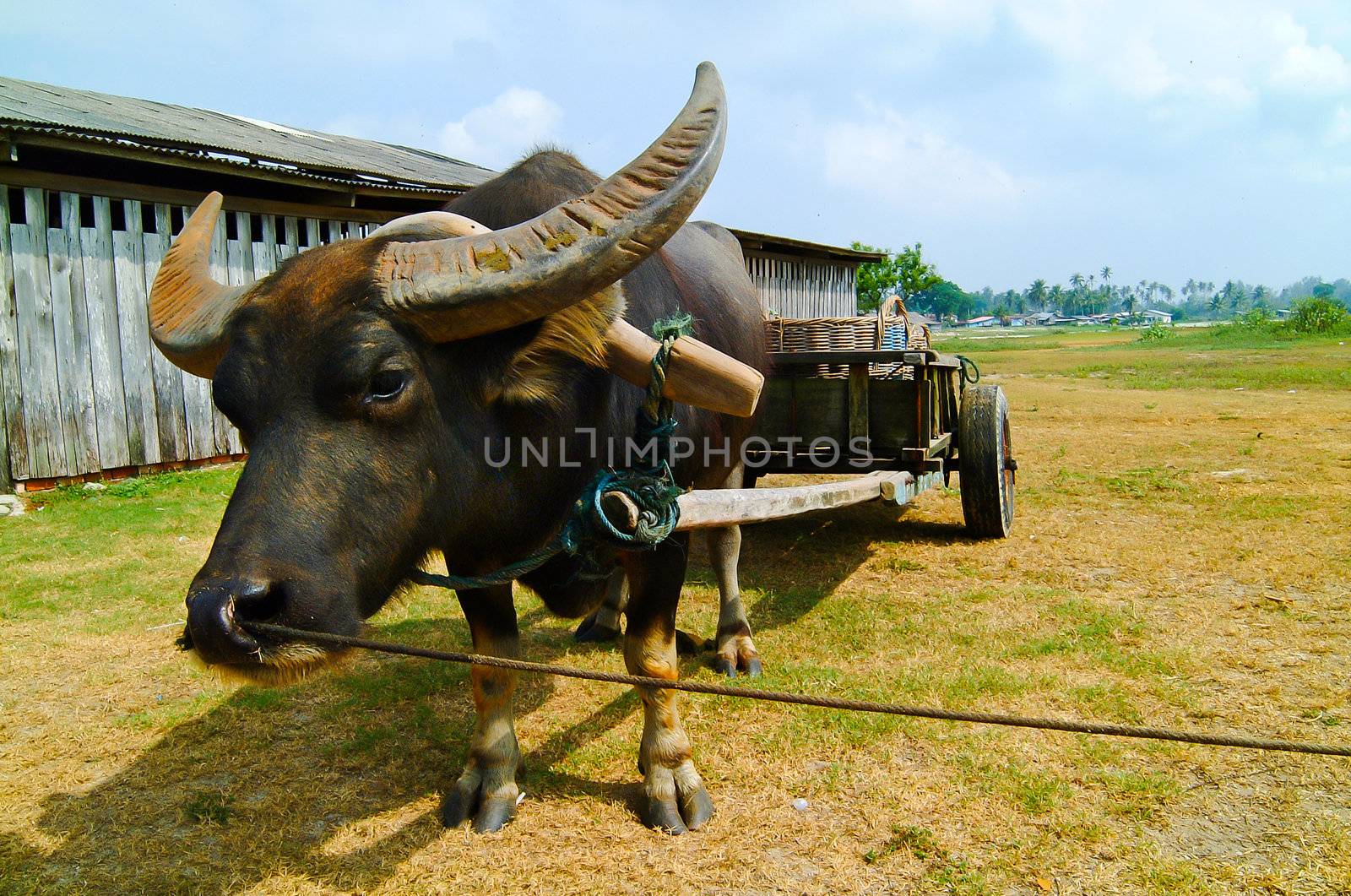 Water buffalo by heinteh