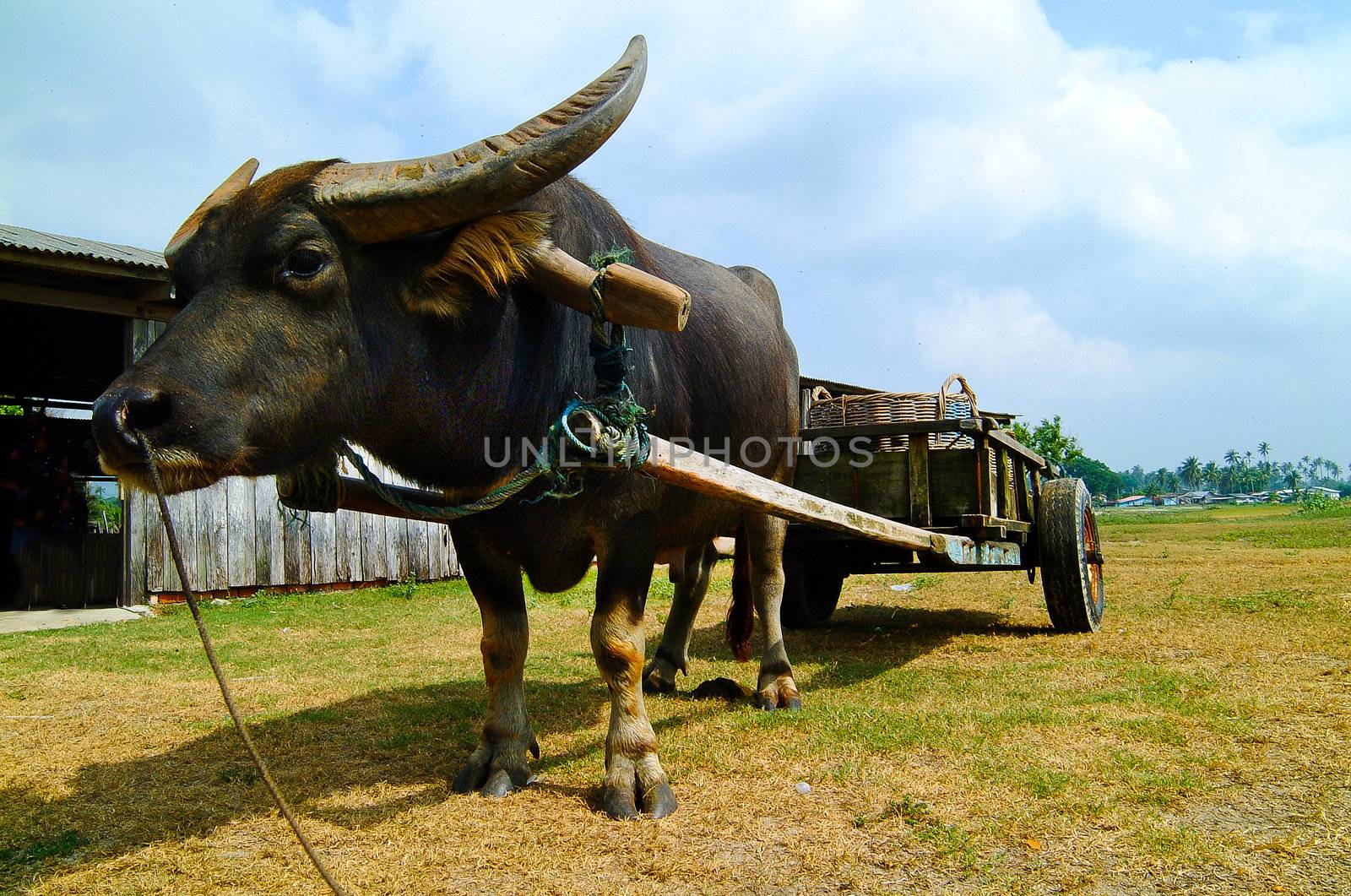 Water buffalo by heinteh