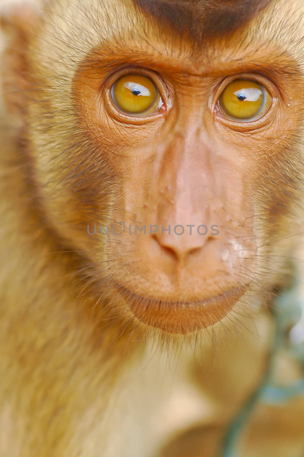 Monkey by heinteh