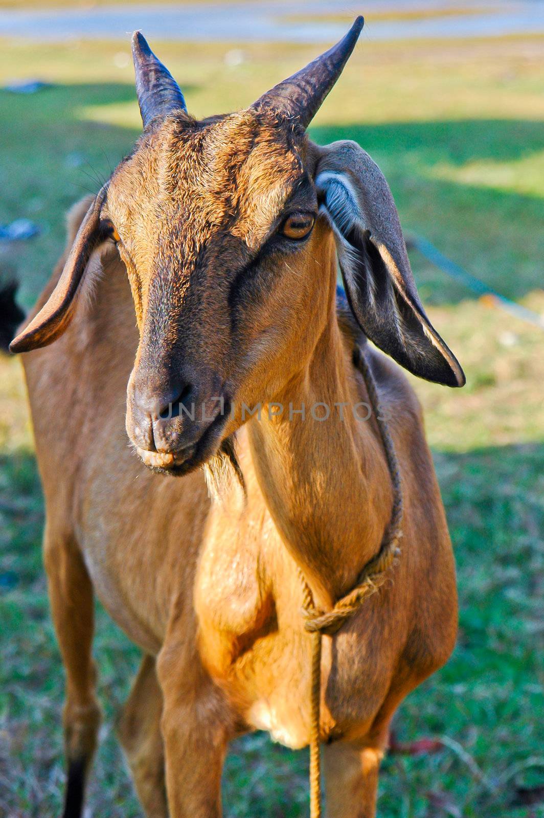 goat by heinteh