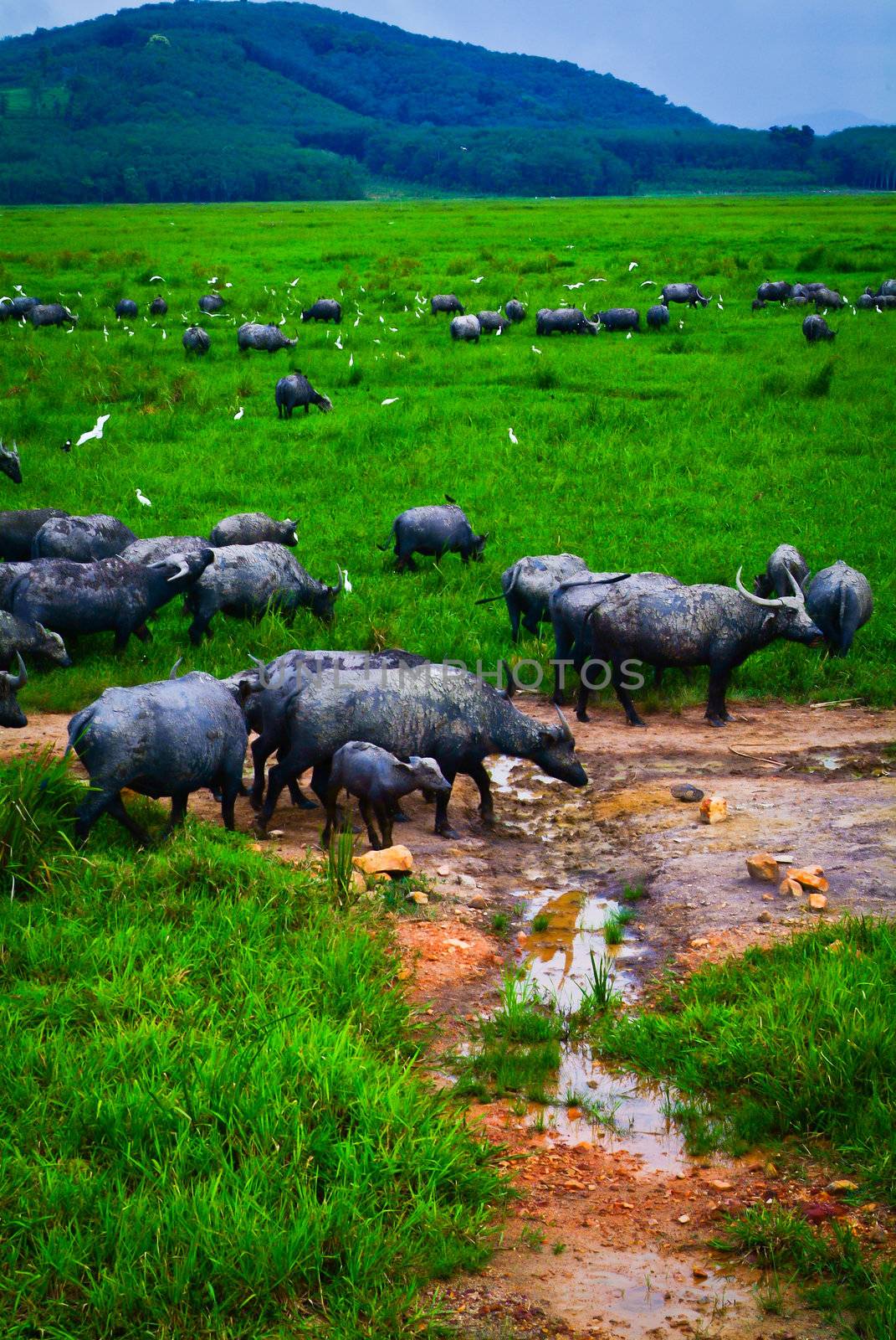 Water buffalo