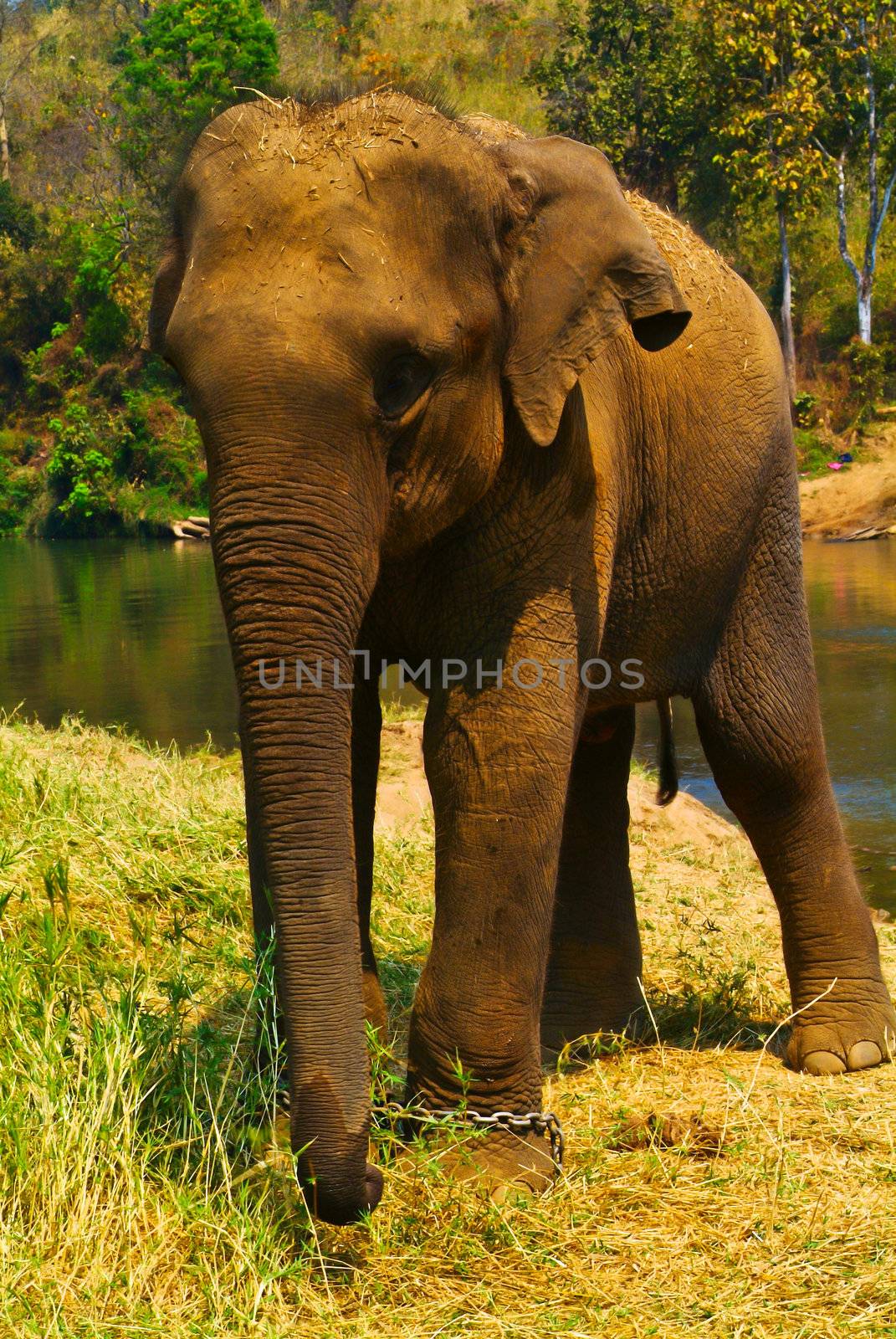 elephant by heinteh
