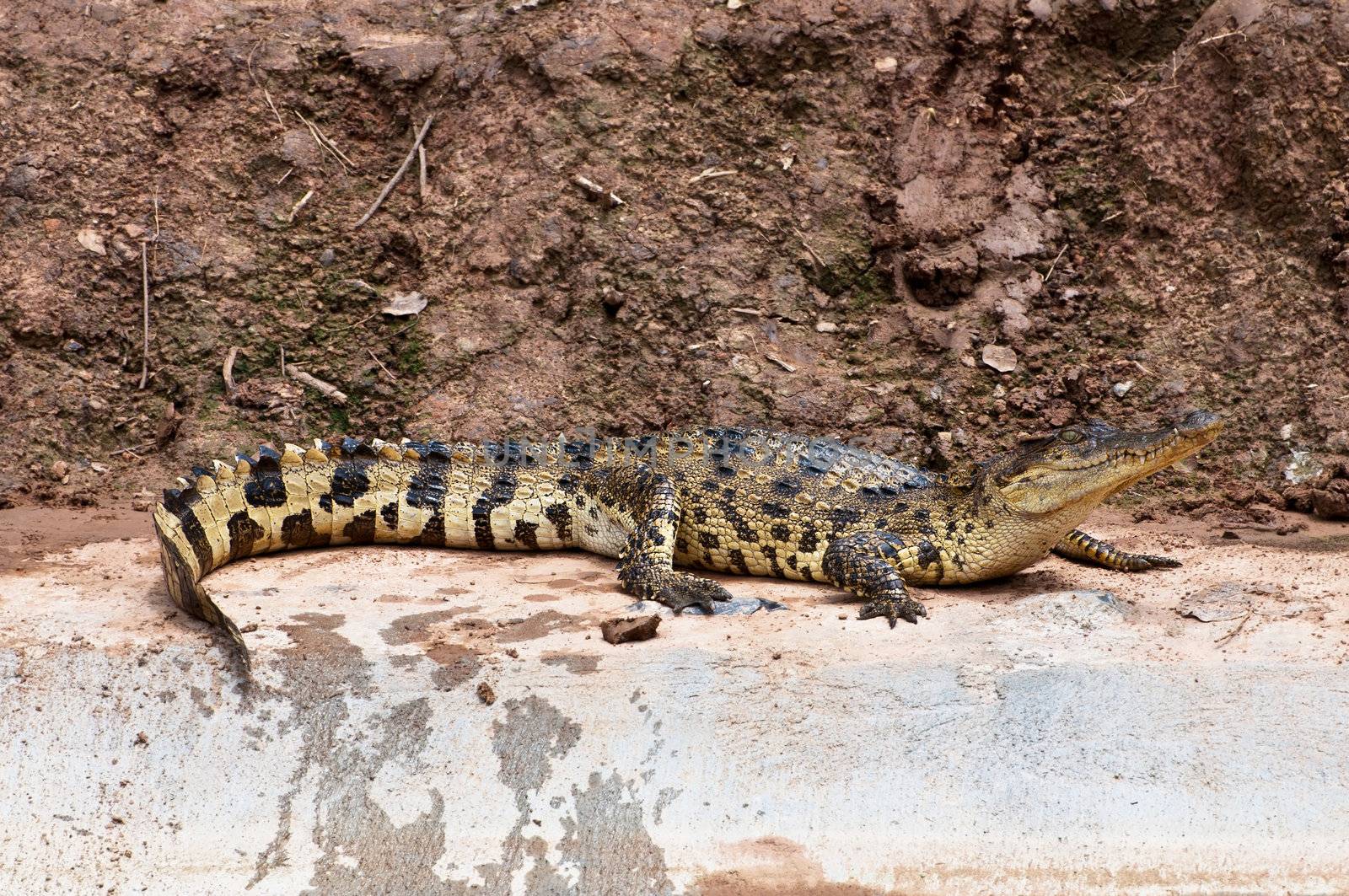 A fresh water crocodile on land