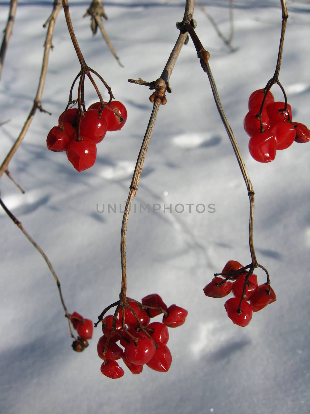 bunches of red guelder-rose on a bush on a background of a snow