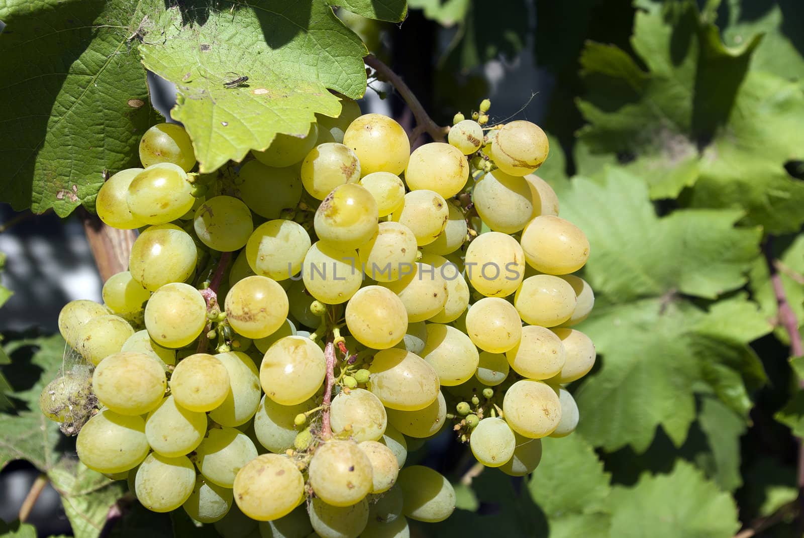 the bunch of ripe juicy white grapes