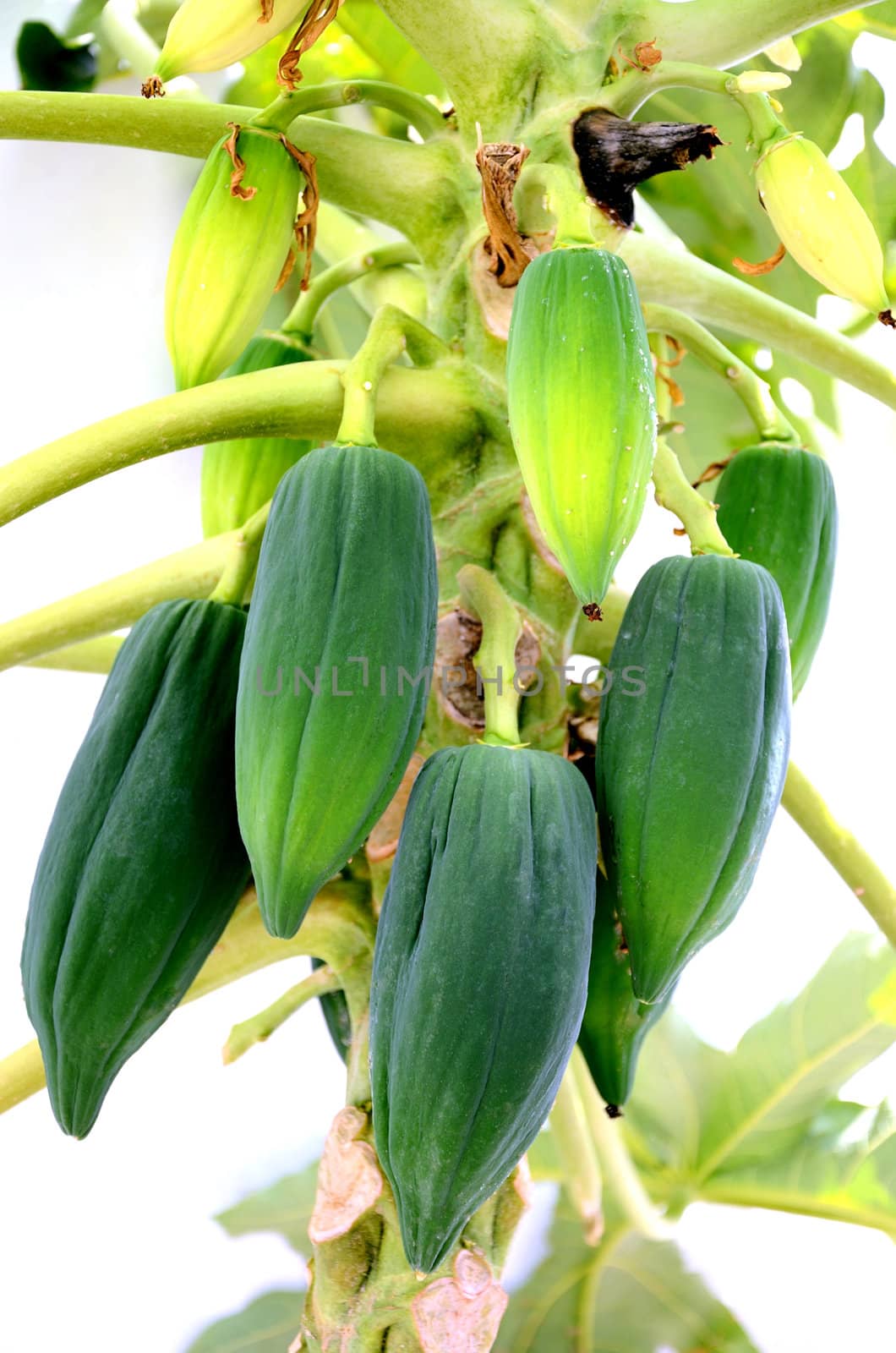 Group of green papaya fruit on tree