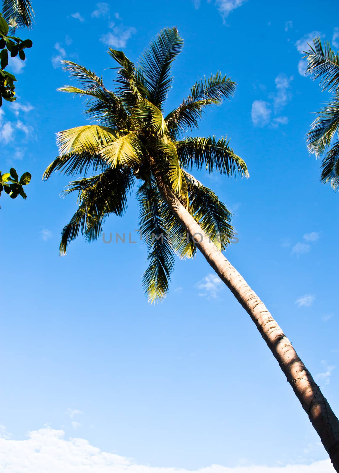 The view from the bottom to the top of the coconut.