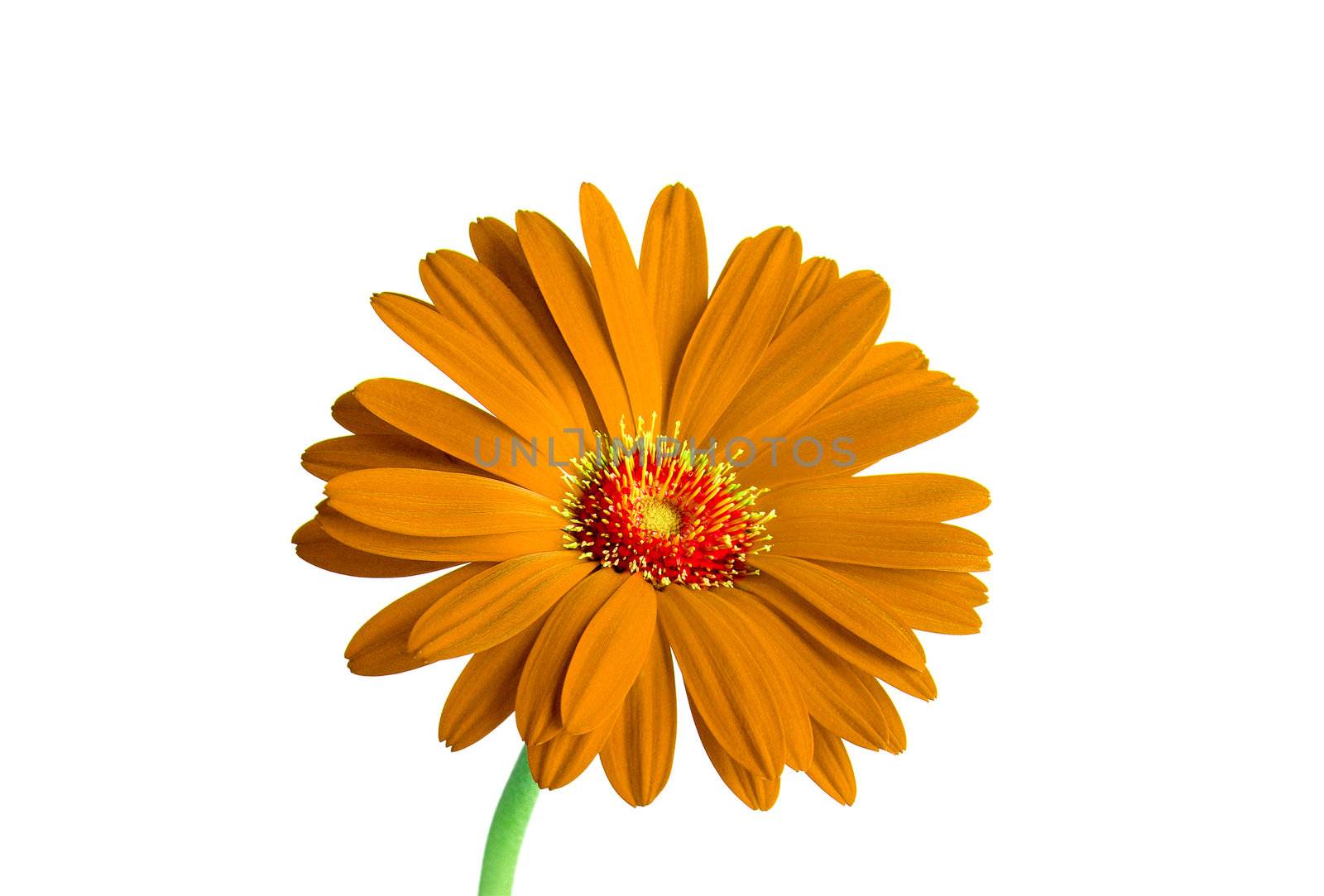 Orange flower isolated on white background
