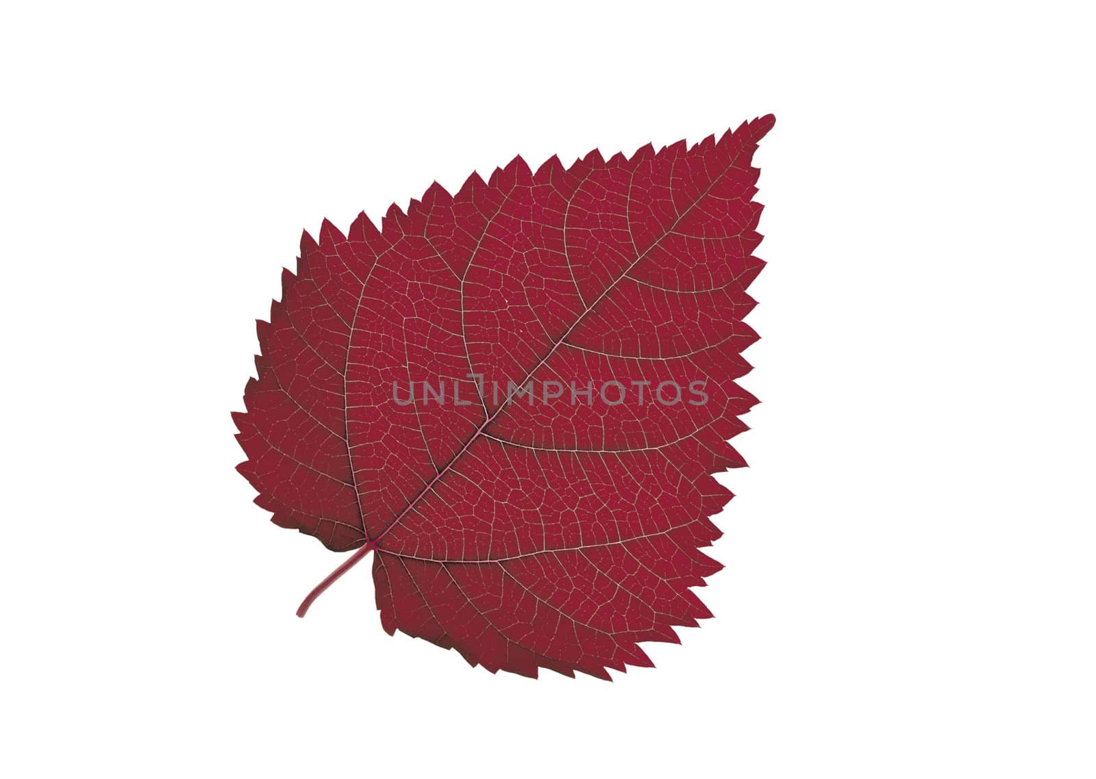 Red Leaf isolated on white