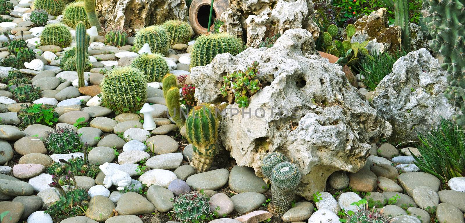 many large cacti in the greenhouse