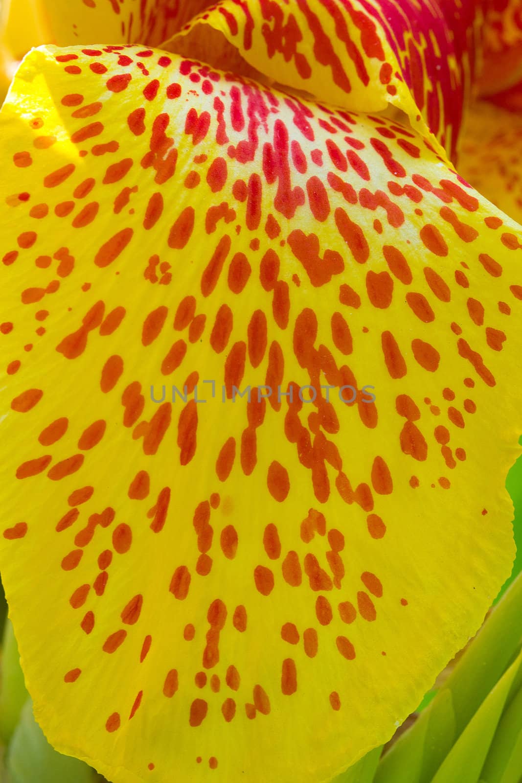 Yellow petals. Background.