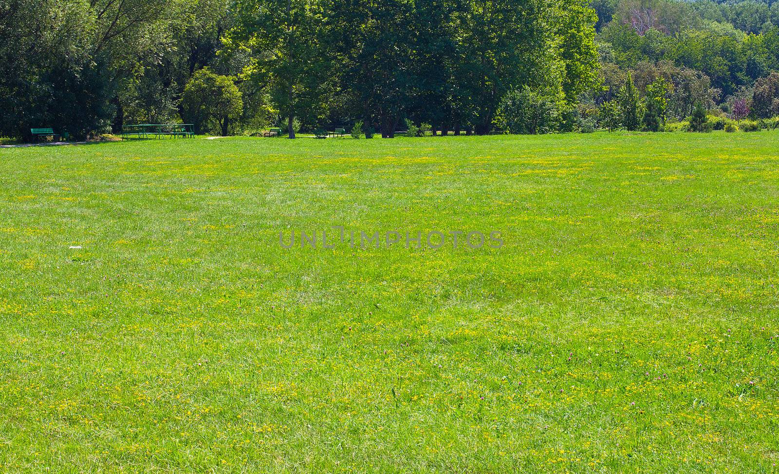 Green grass background