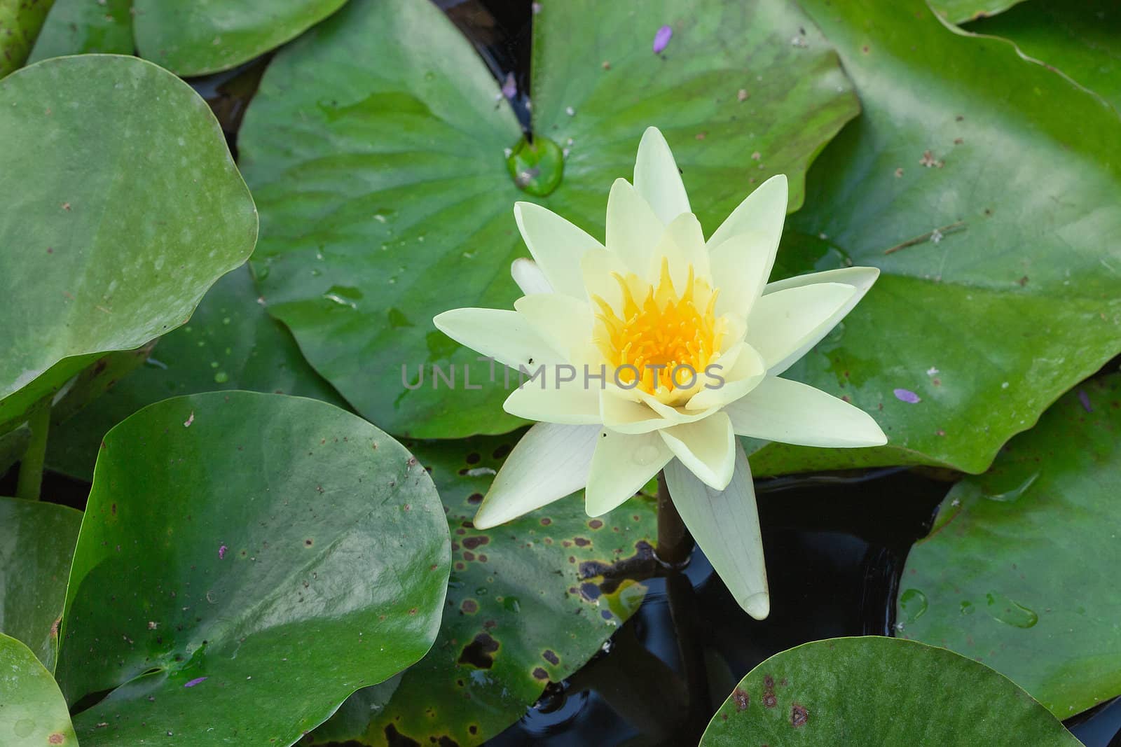 white water lily