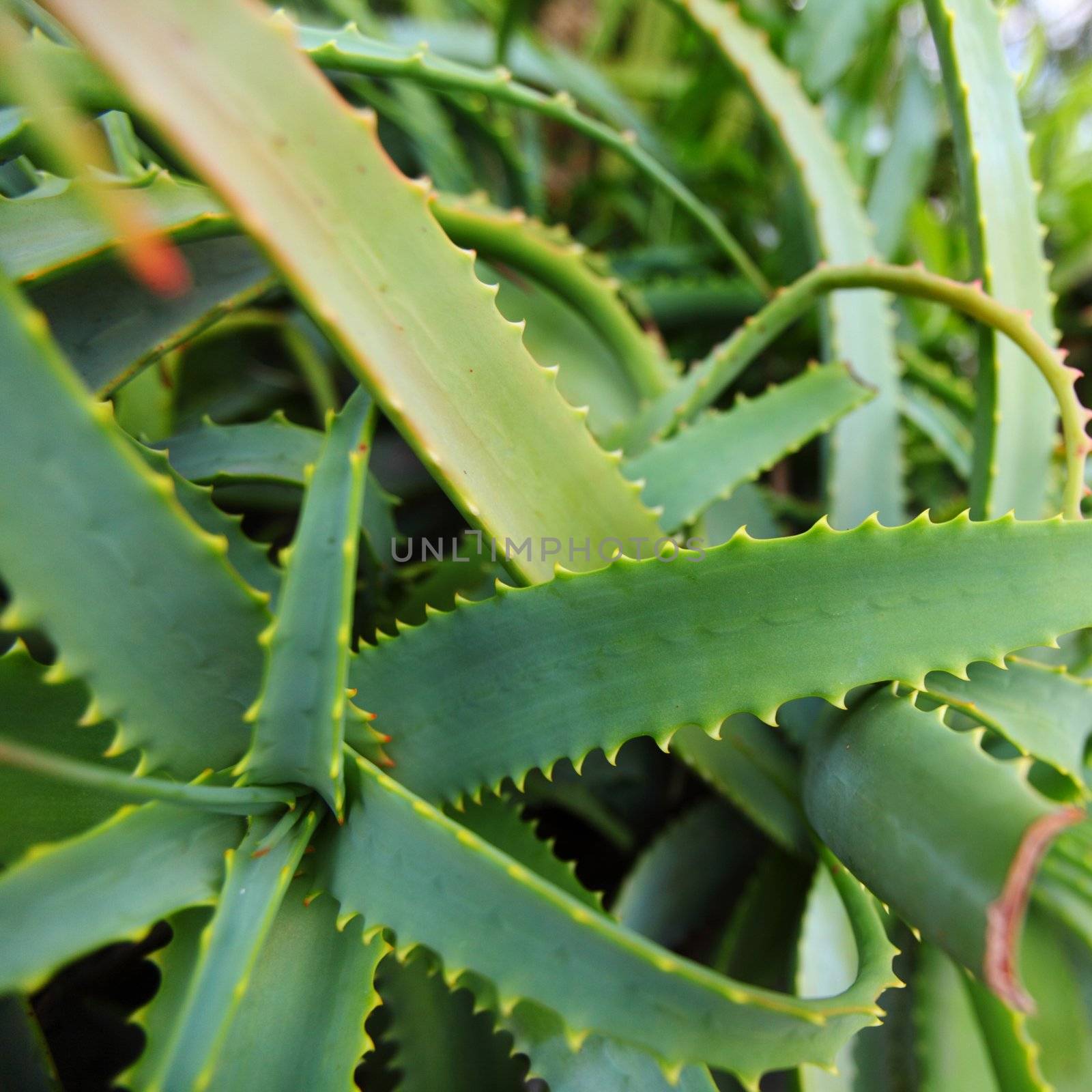 aloe in nature close up