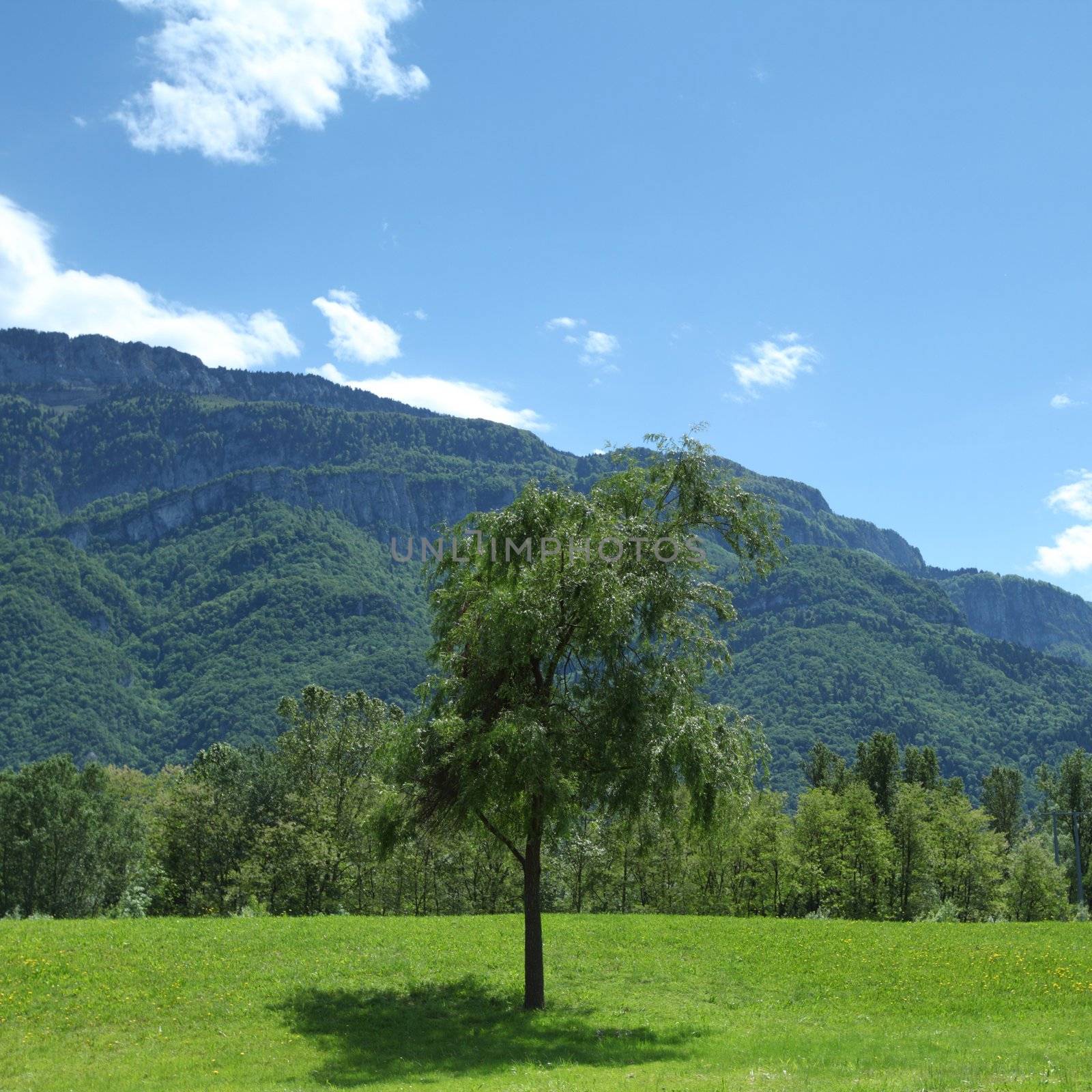 a beautiful view of the alps tree on grass field