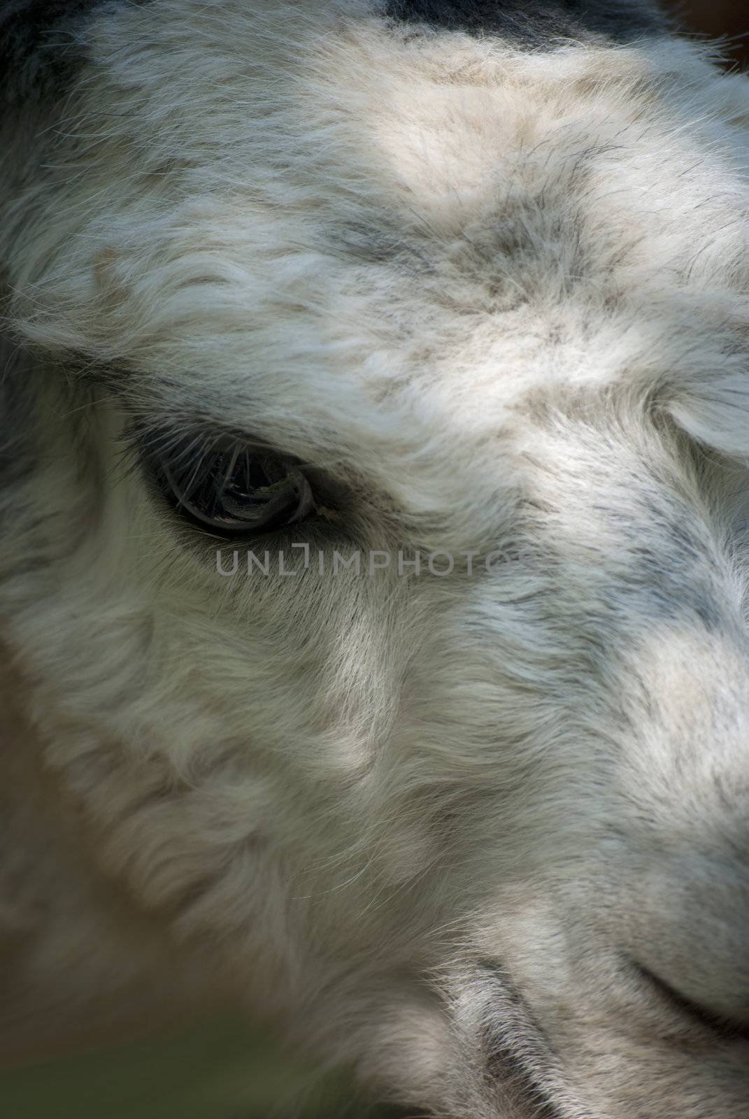 Close up of white lama looking into the camera