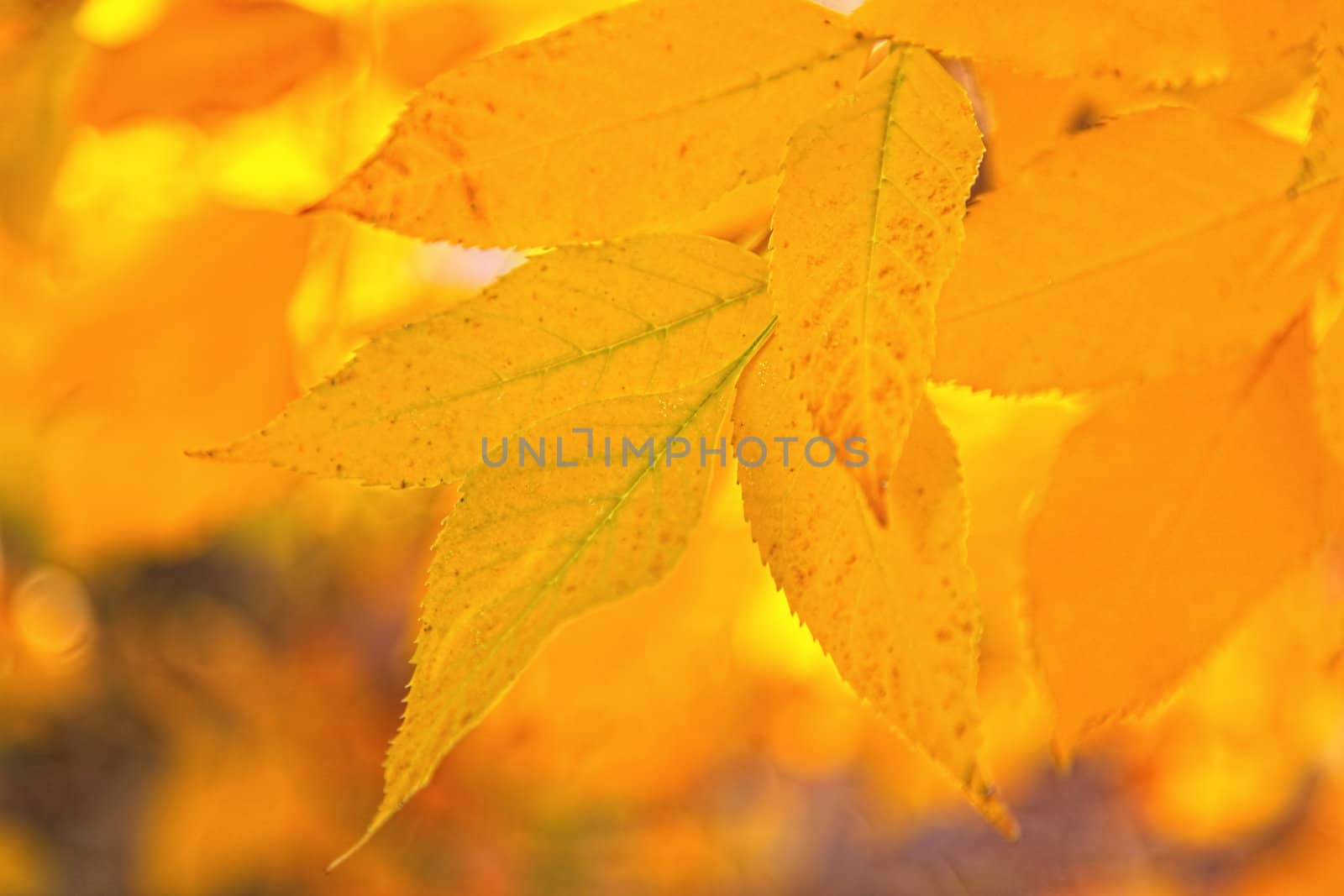 Bright Yellow Ash Leaves in Autumn Sunshine by Auldwhispers