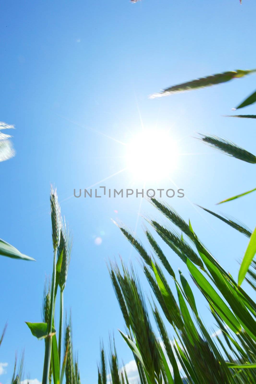 Summer field of wheat by Yellowj