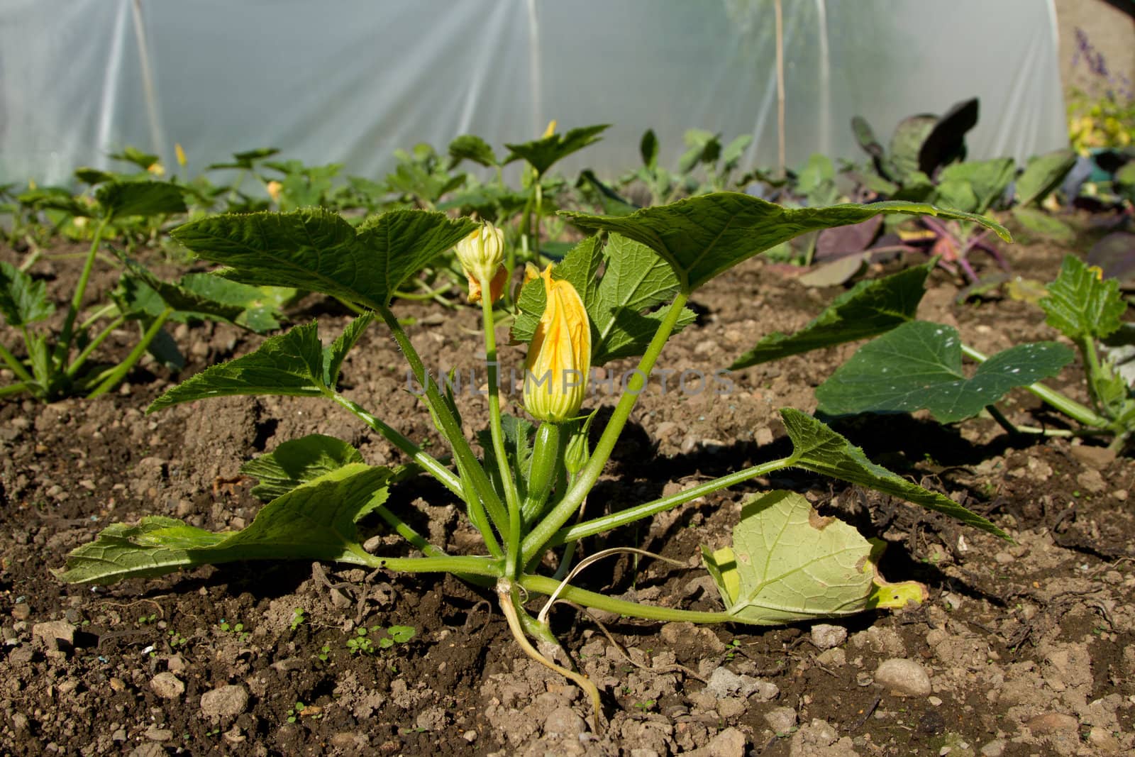 A vegetable patch with a courgette plant flowering in the foreground.