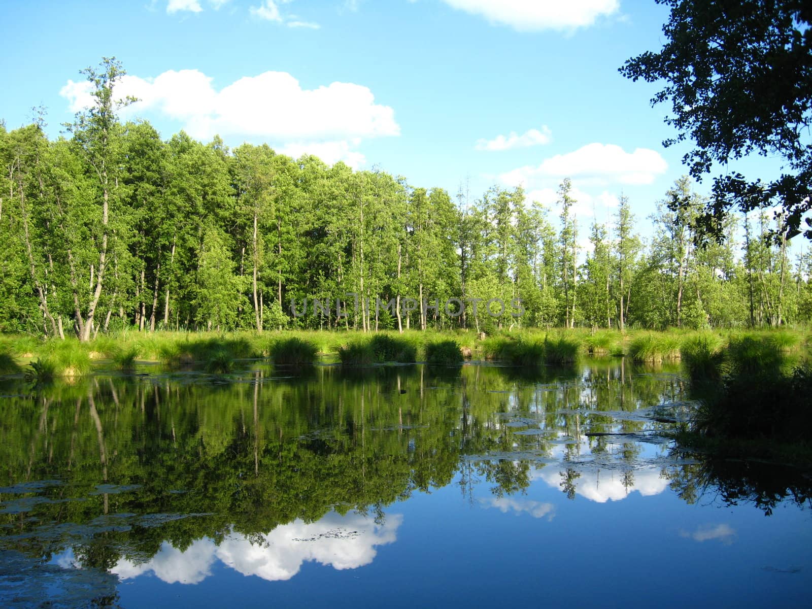 Landscape on a background of the river