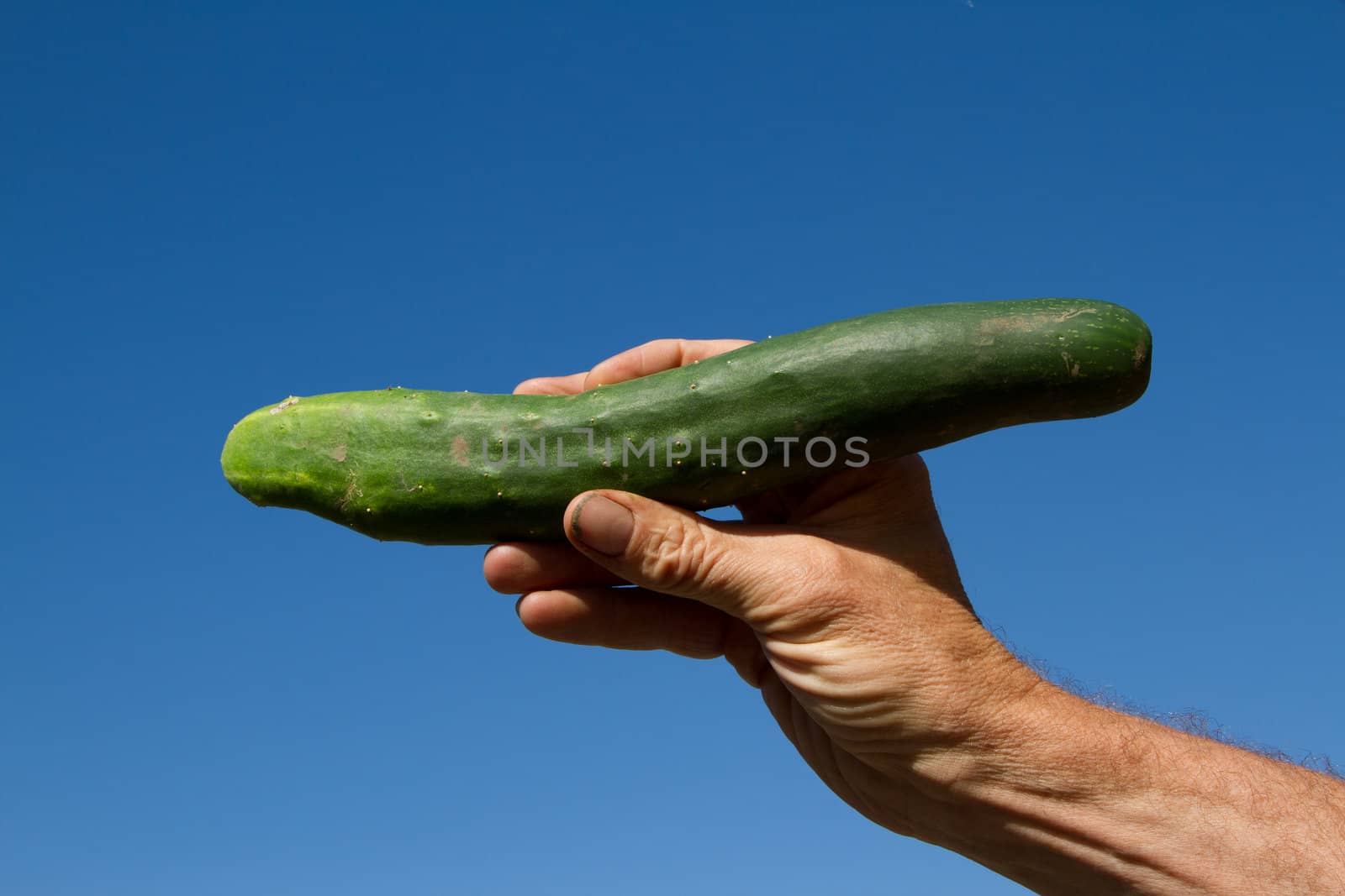 A homegrown cuccumber in a strong hand against a blue sky.